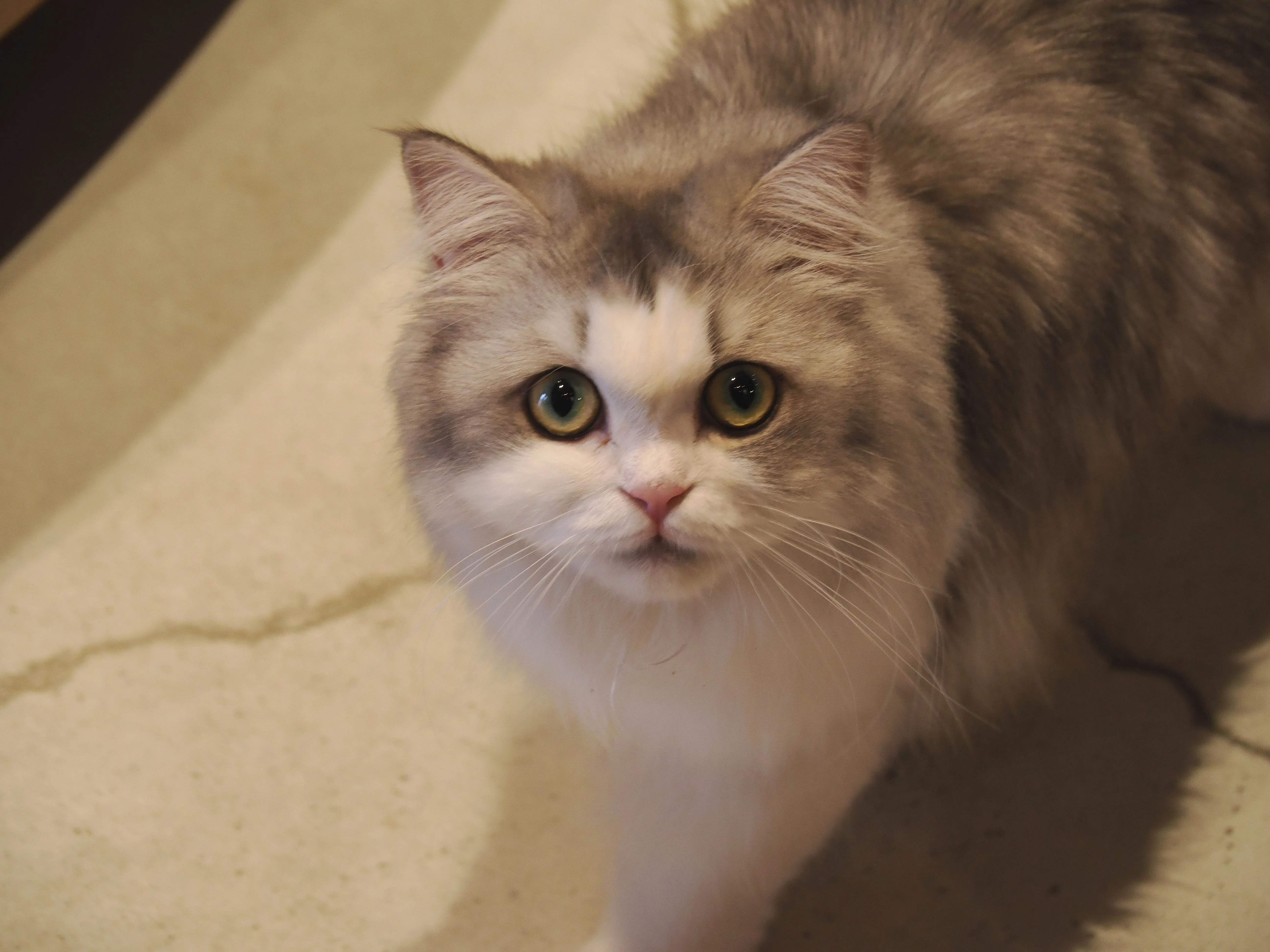 猫カフェモカ（MOCHA）三宮店のモカにゃんず｜M_ayumi