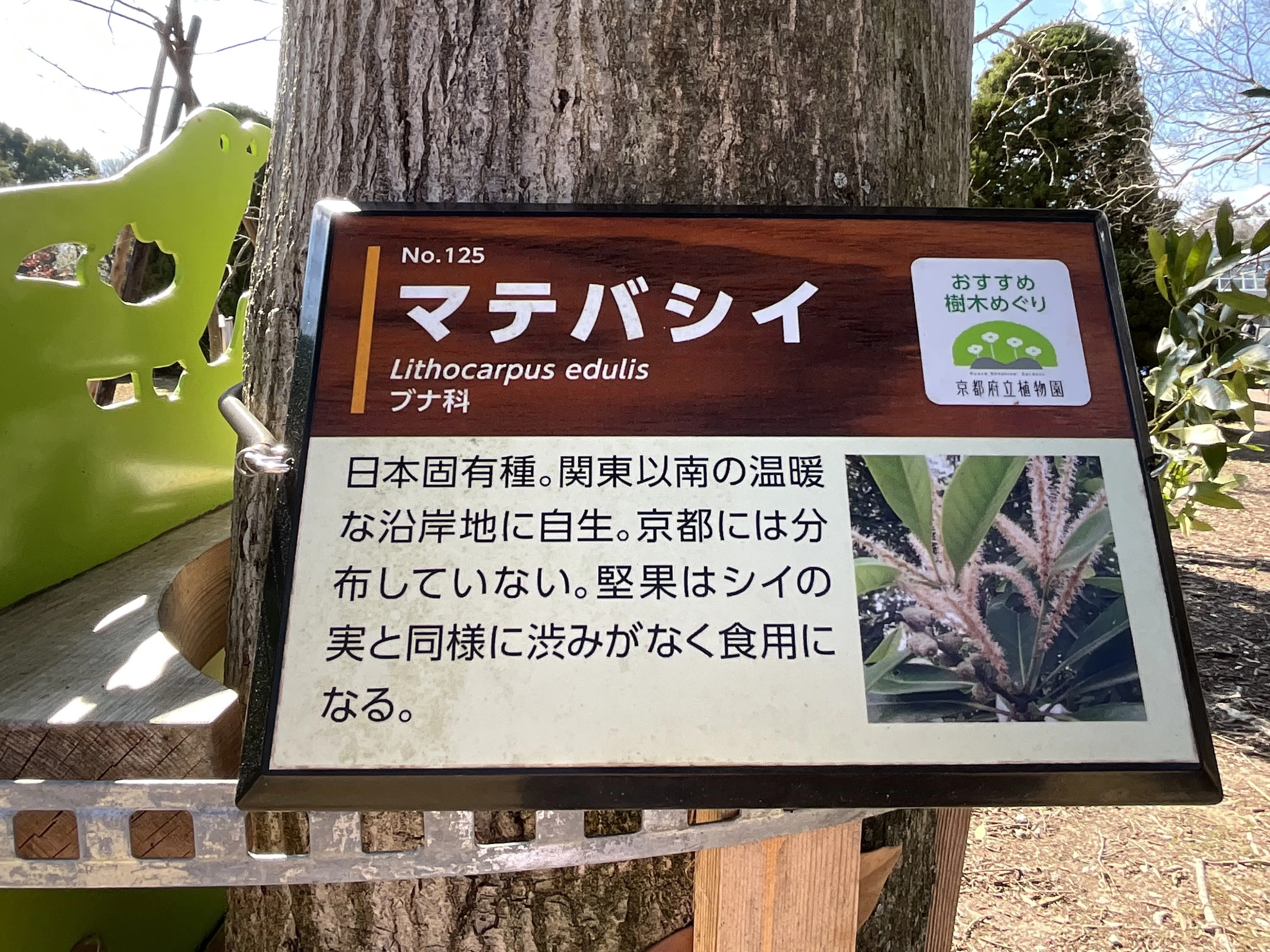 Natural farming 自然栽培玄米 知育 腸脳相関 Cuboro Japanese Stone Oak (Kyoto Botanical Gardens) No. 125: Wednesday