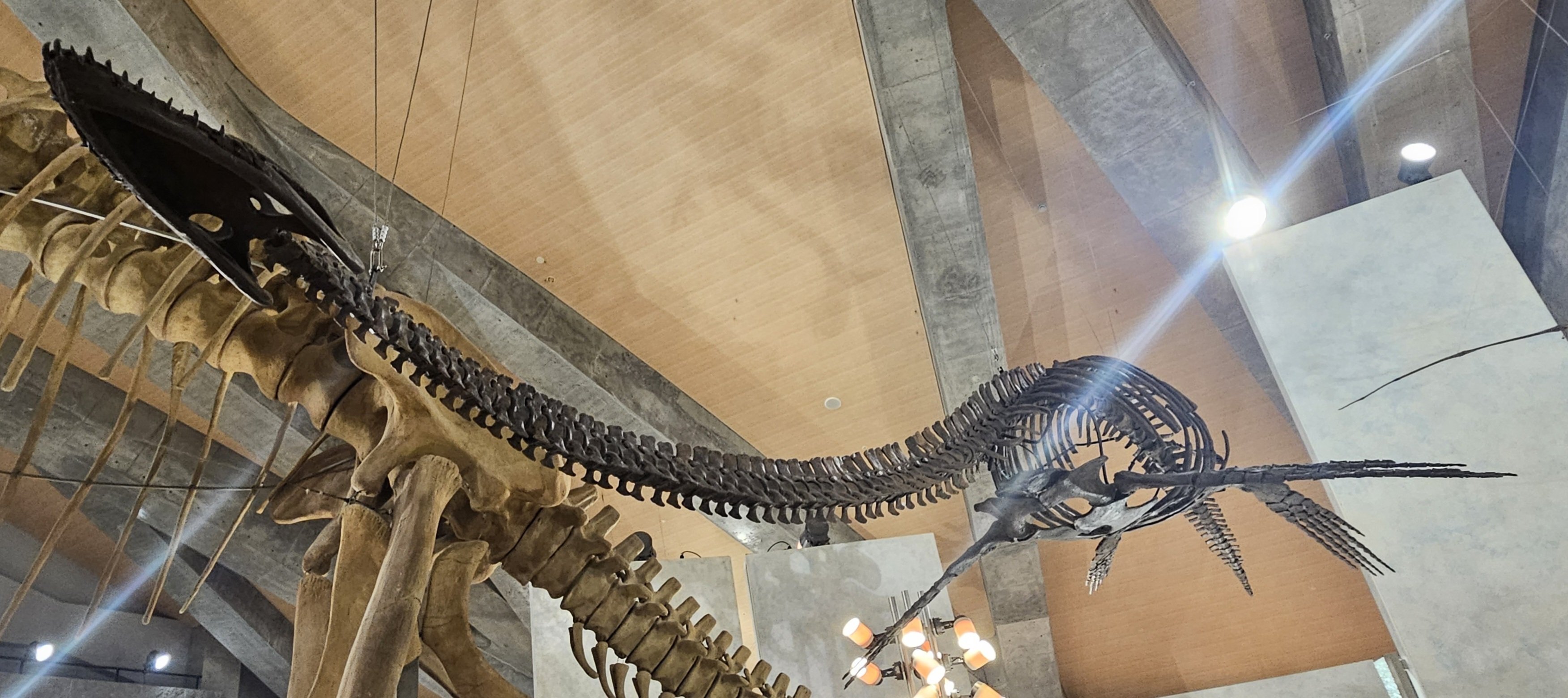 The Lost Universe 巨大首長竜①首長竜の始まり｜美原さつき