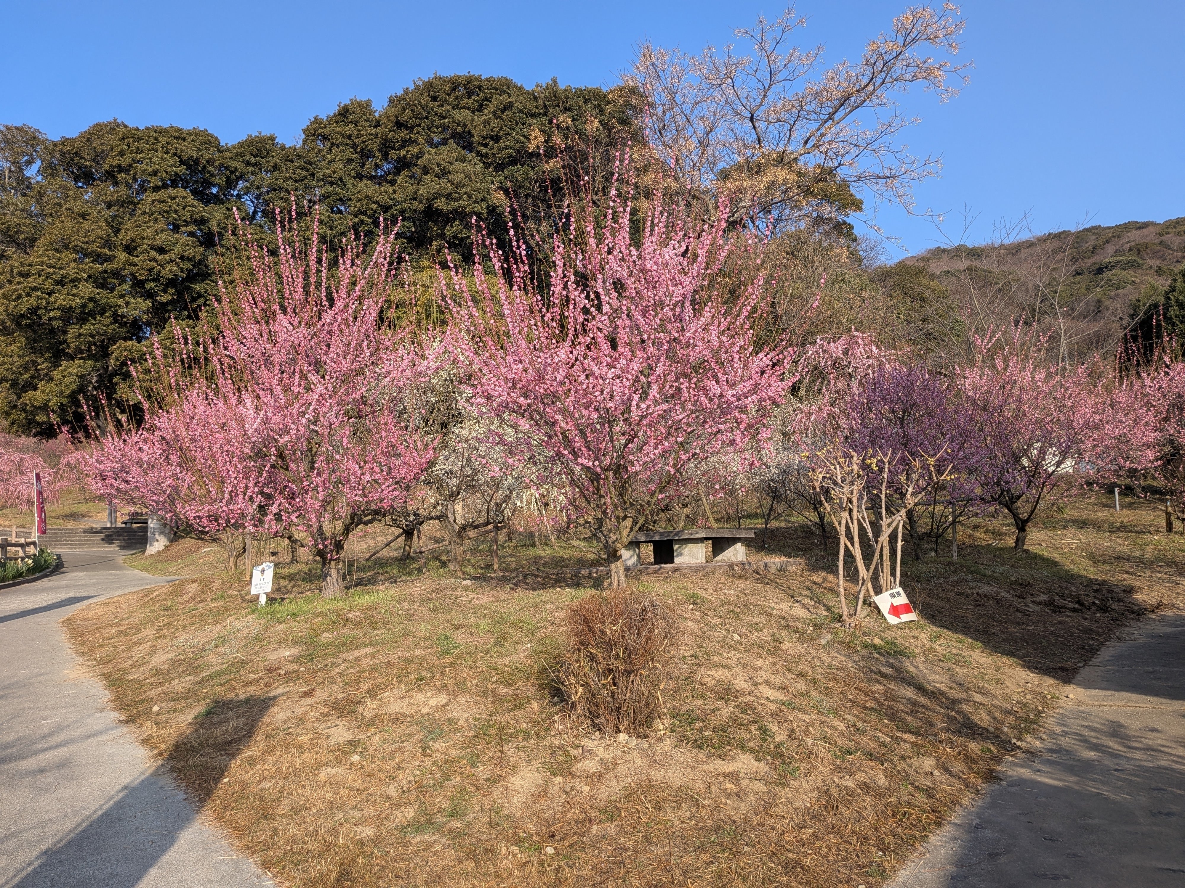 広田梅林梅まつり｜とも