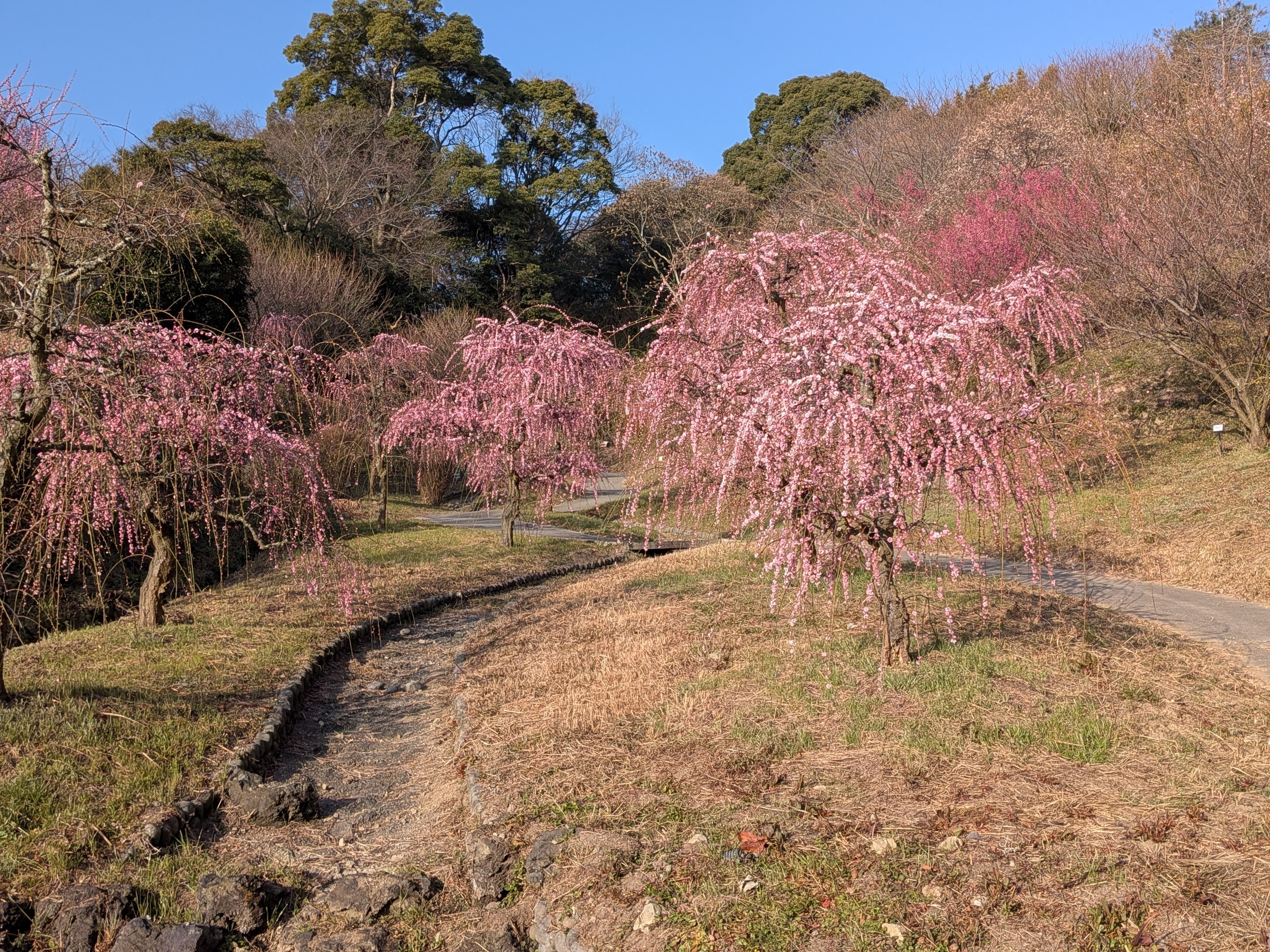広田梅林梅まつり｜とも