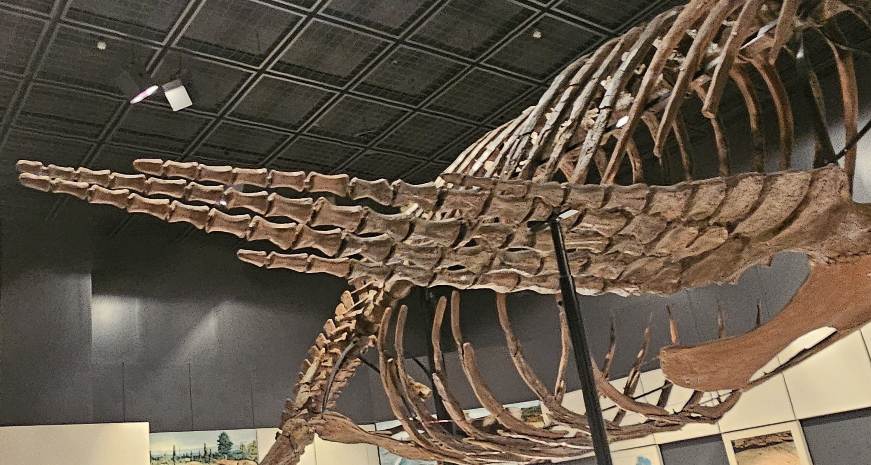 The Lost Universe 巨大首長竜①首長竜の始まり｜美原さつき