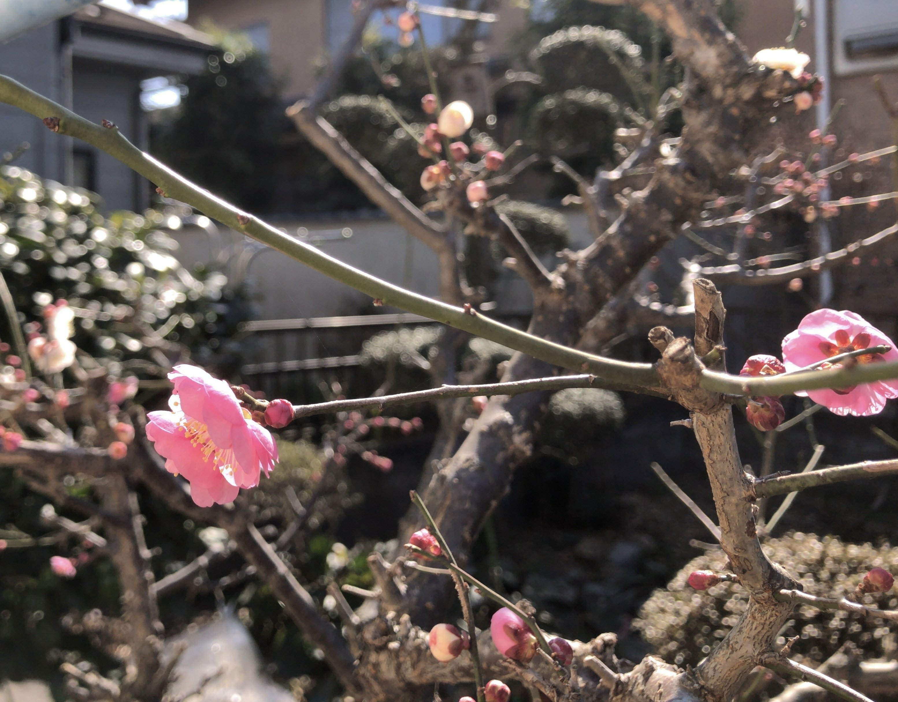 梅の花が咲きました -2026早春-｜tetsu