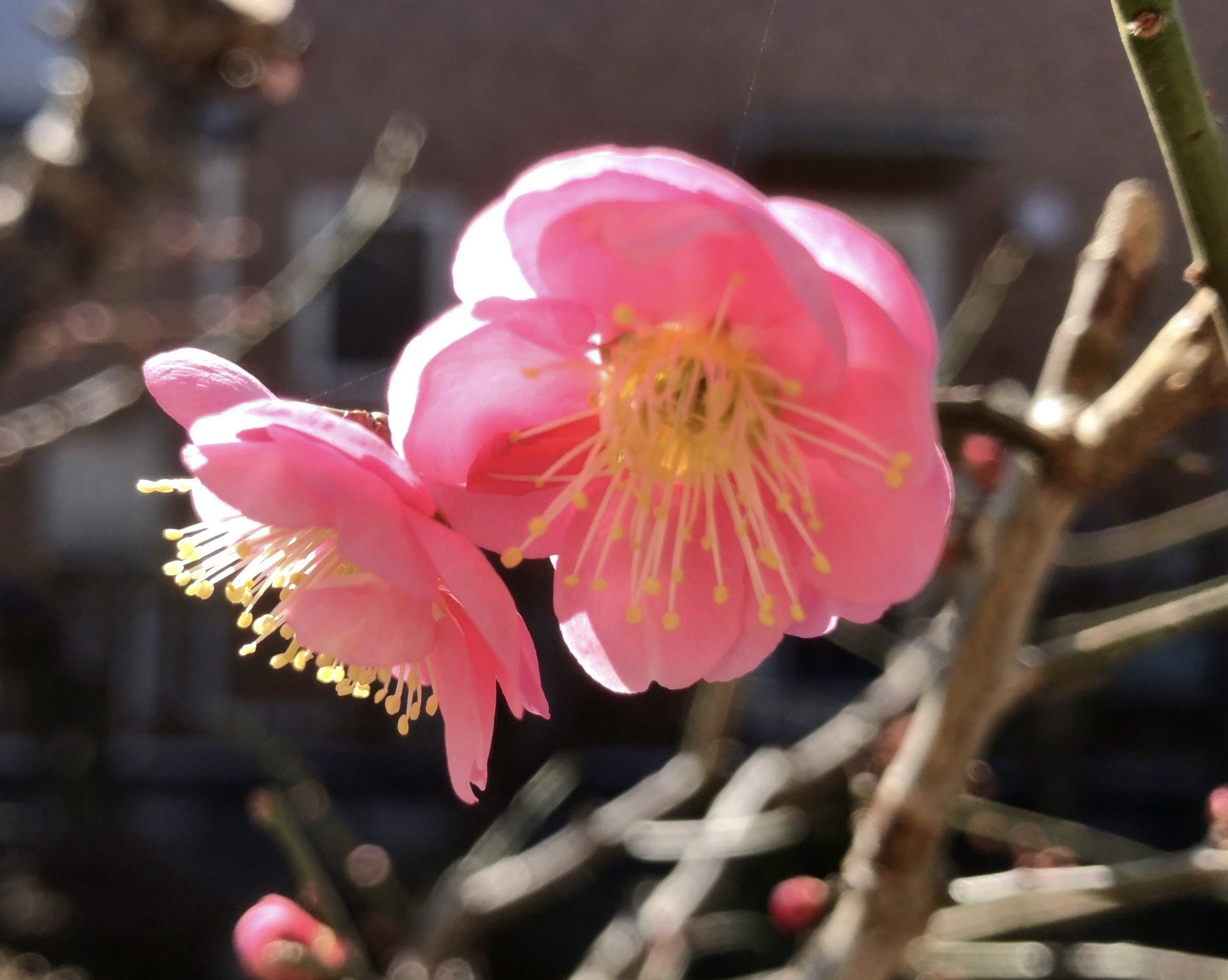 梅の花が咲きました -2026早春-｜tetsu