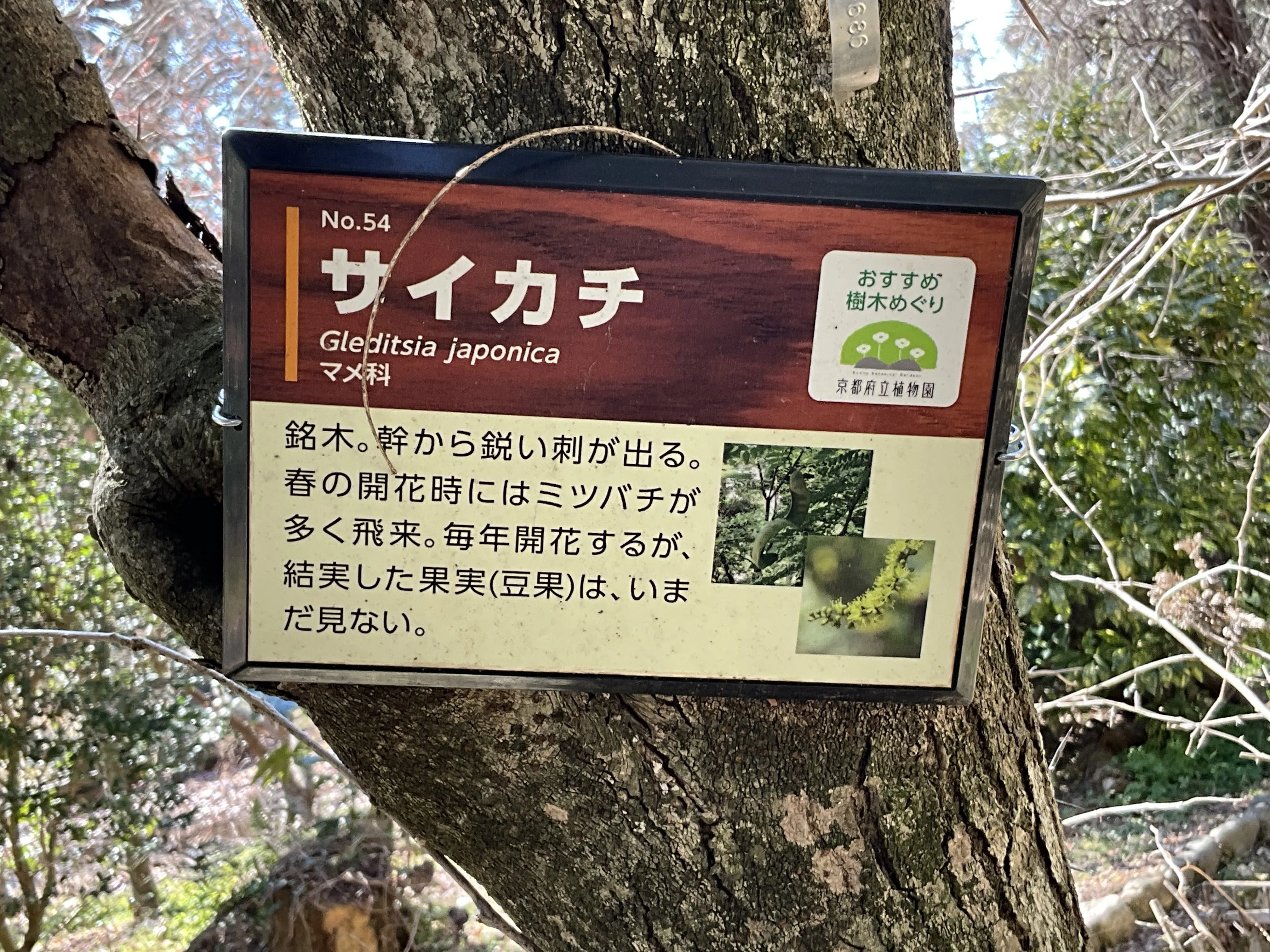 サイカチ（京都府立植物園）No.54：2026年3月19日（木）｜藤井秀昭