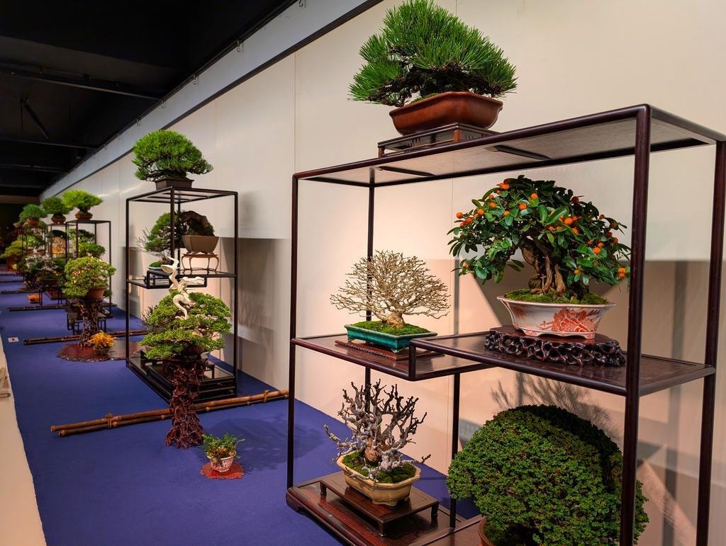 そうだ、BONSAI観よう【第100回国風盆栽展】｜Nyori