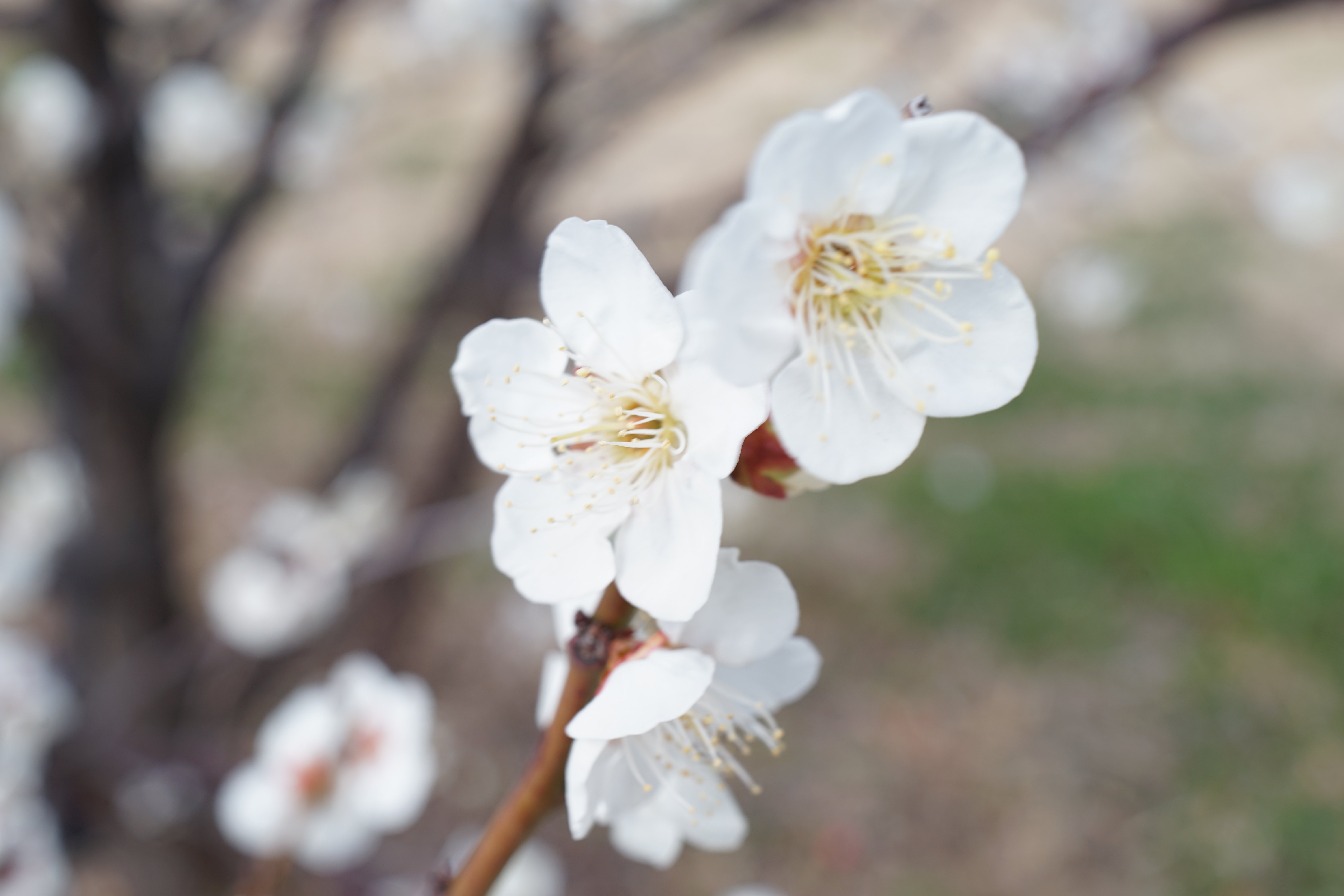 梅が見ごろですね｜MITSUDA Tetsuo