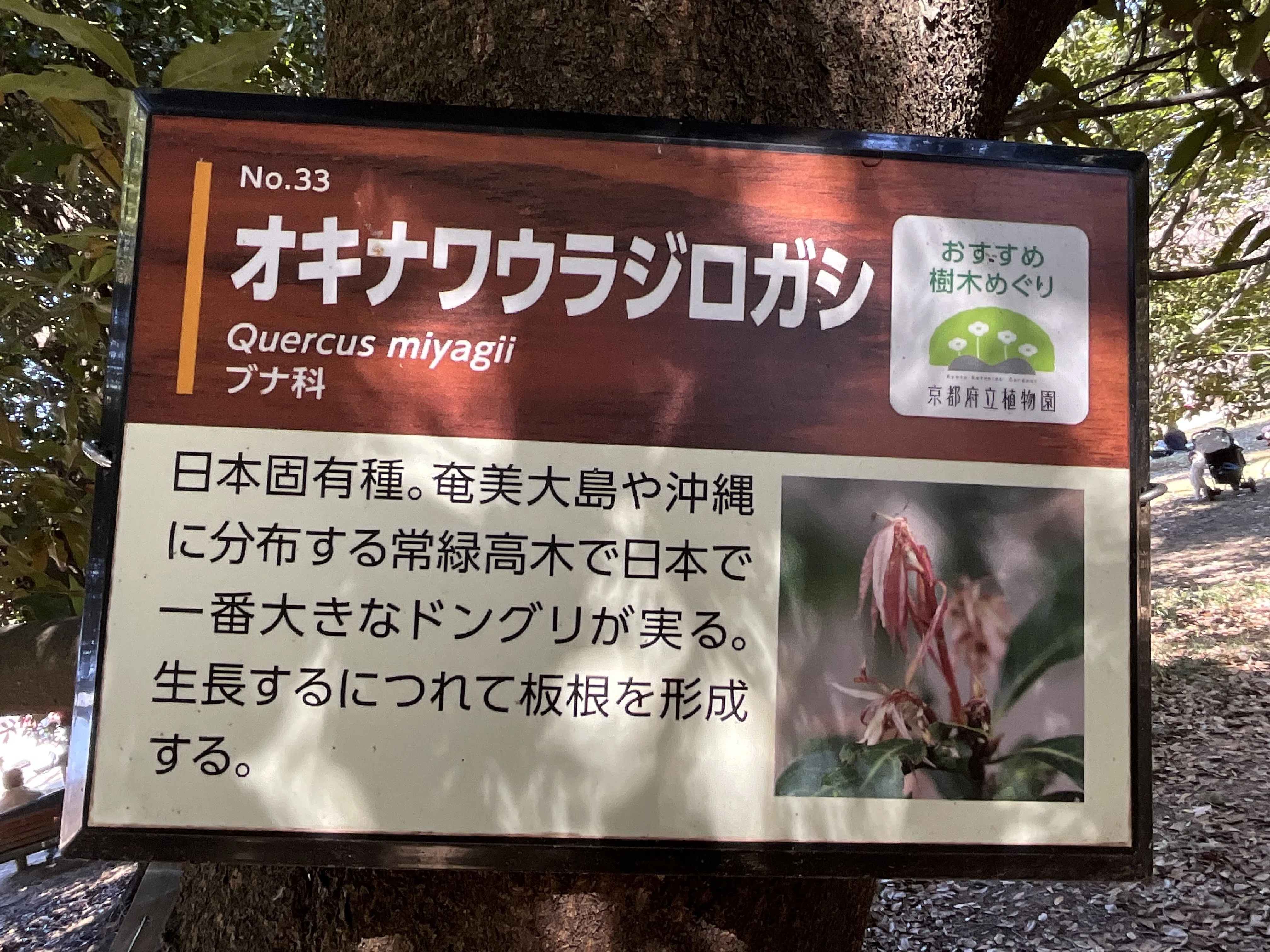 オキナワウラジロガシ オキナワウラジロガシ
