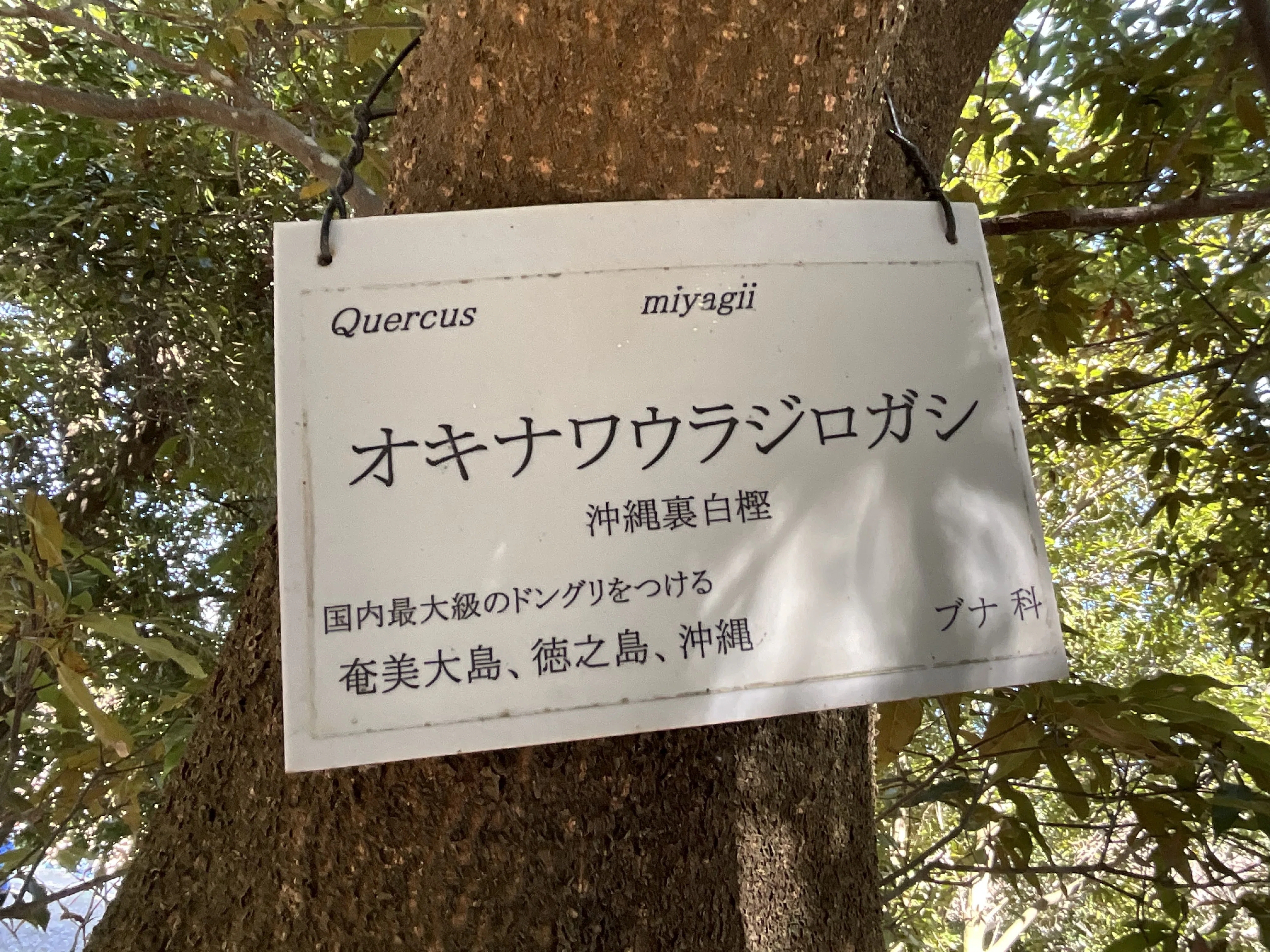 オキナワウラジロガシ（京都府立植物園）No.33：2026年3月31日（火