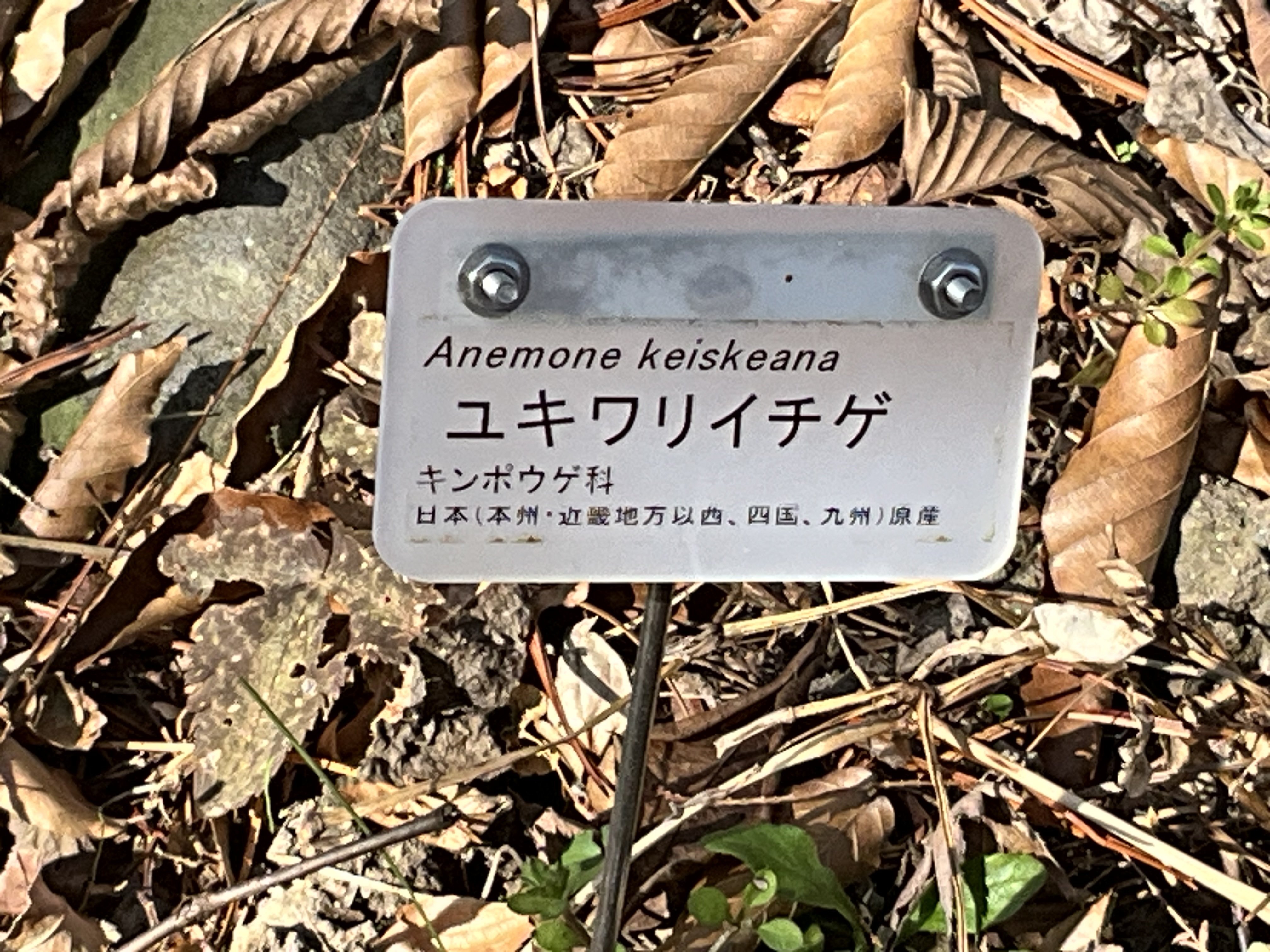 ユキワリイチゲの季節（京都府立植物園）：2026年2月23日（月）｜藤井