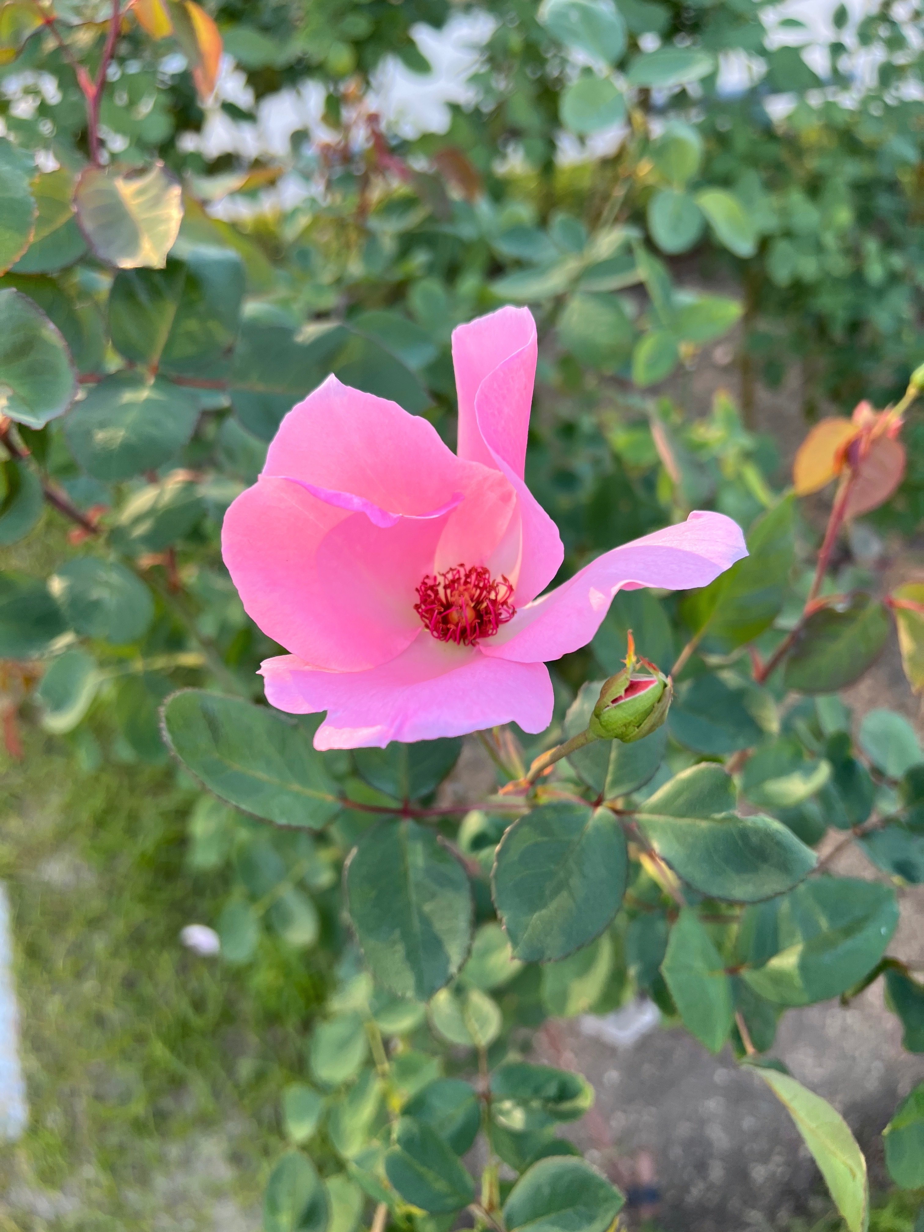 🇬🇧デンティー・ベス（Dainty Bess） 🌹中之島バラ園｜ぱぽにゃん