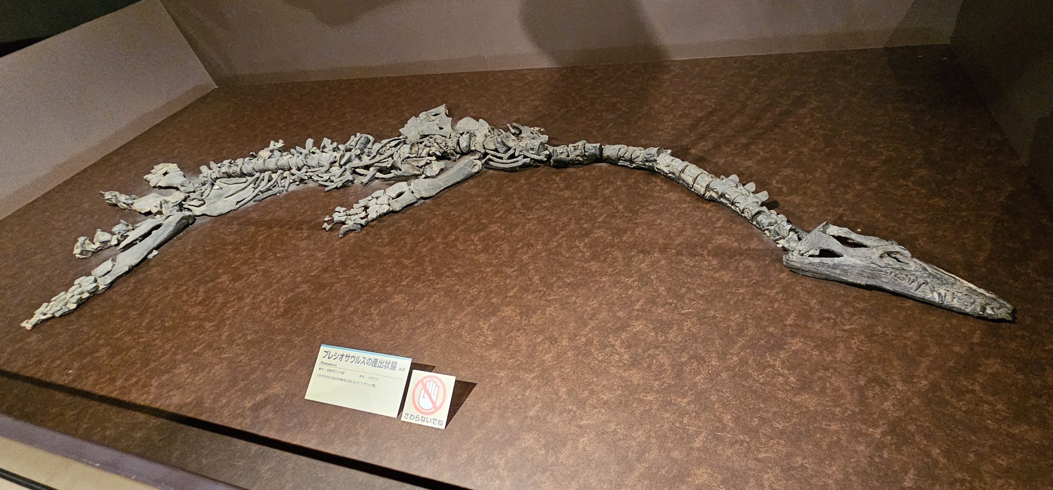 The Lost Universe 巨大首長竜①首長竜の始まり｜美原さつき