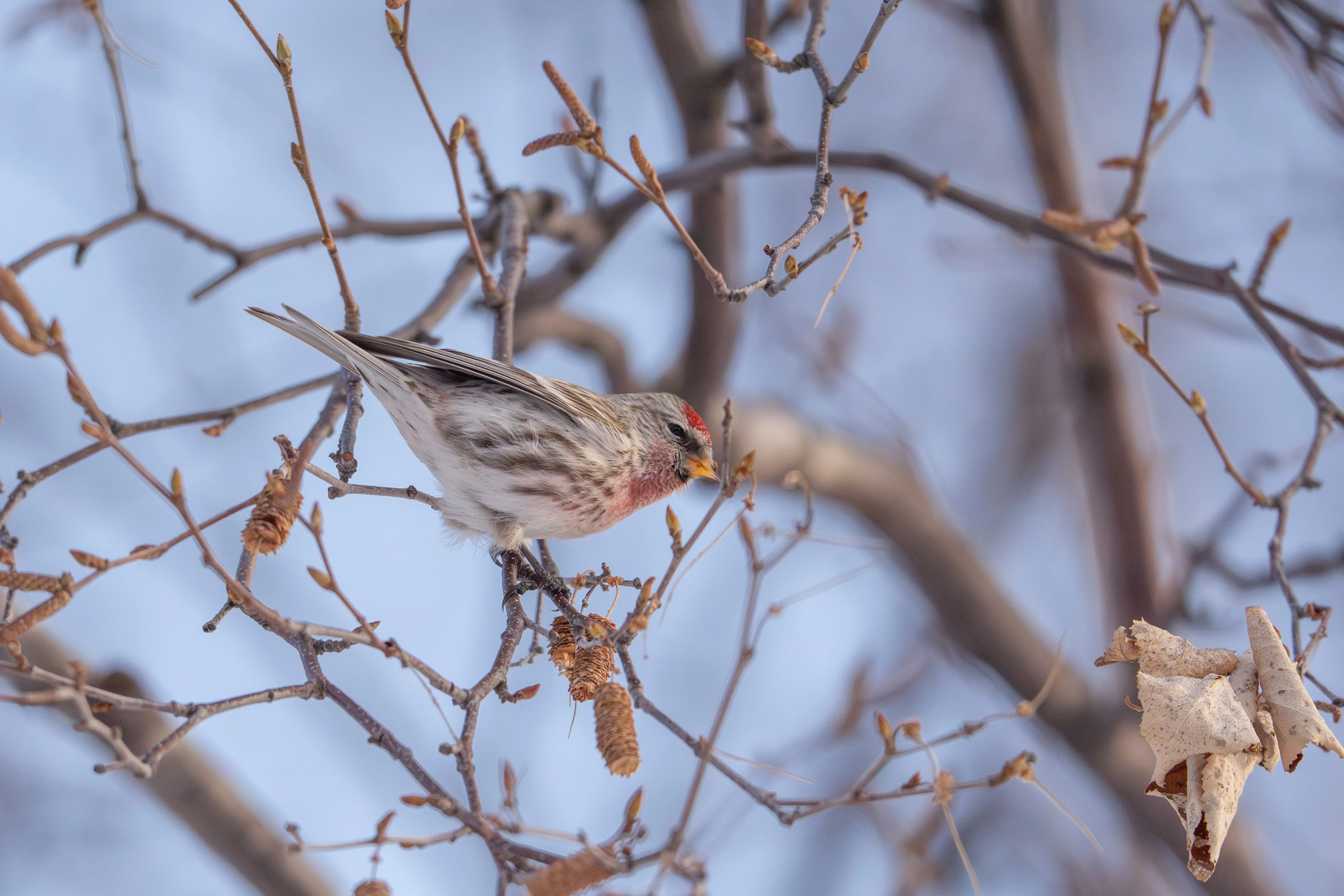 2026年2月の野鳥観察｜TOLIMAN Hondα
