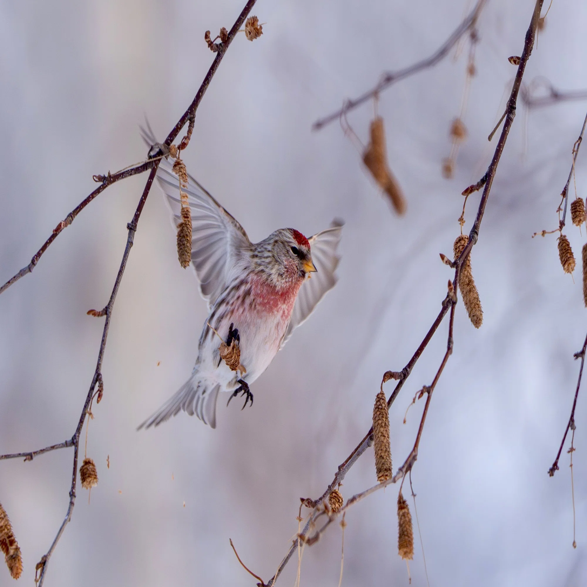 2026年2月の野鳥観察｜TOLIMAN Hondα