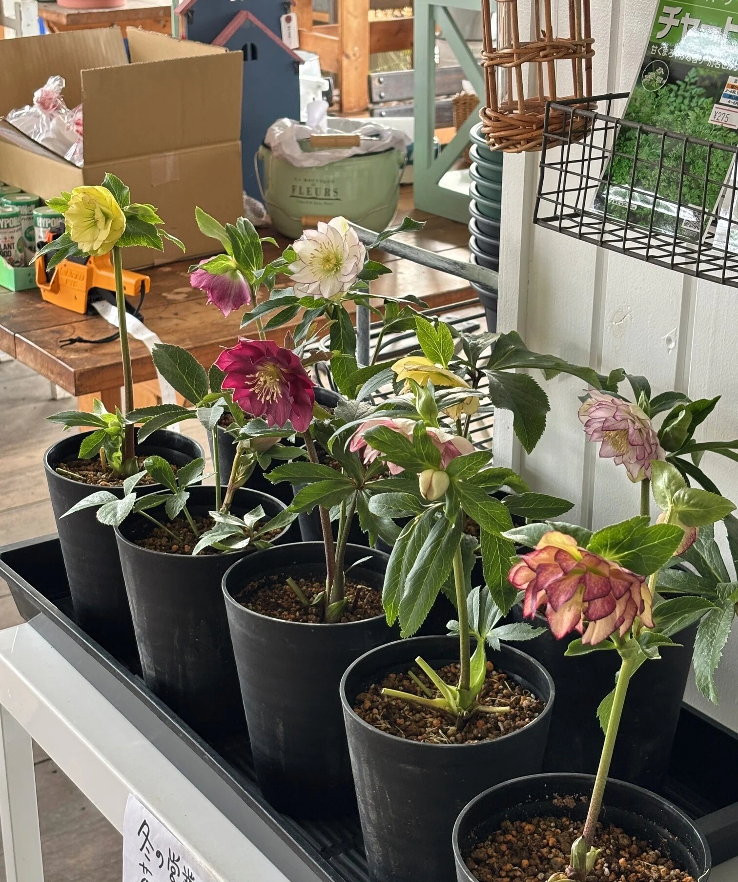 さかえ様ご参考です クリスマスローズ原種系開花鉢 クリスマスローズ（鉢植え）が入荷｜sola og planta 作業日誌
