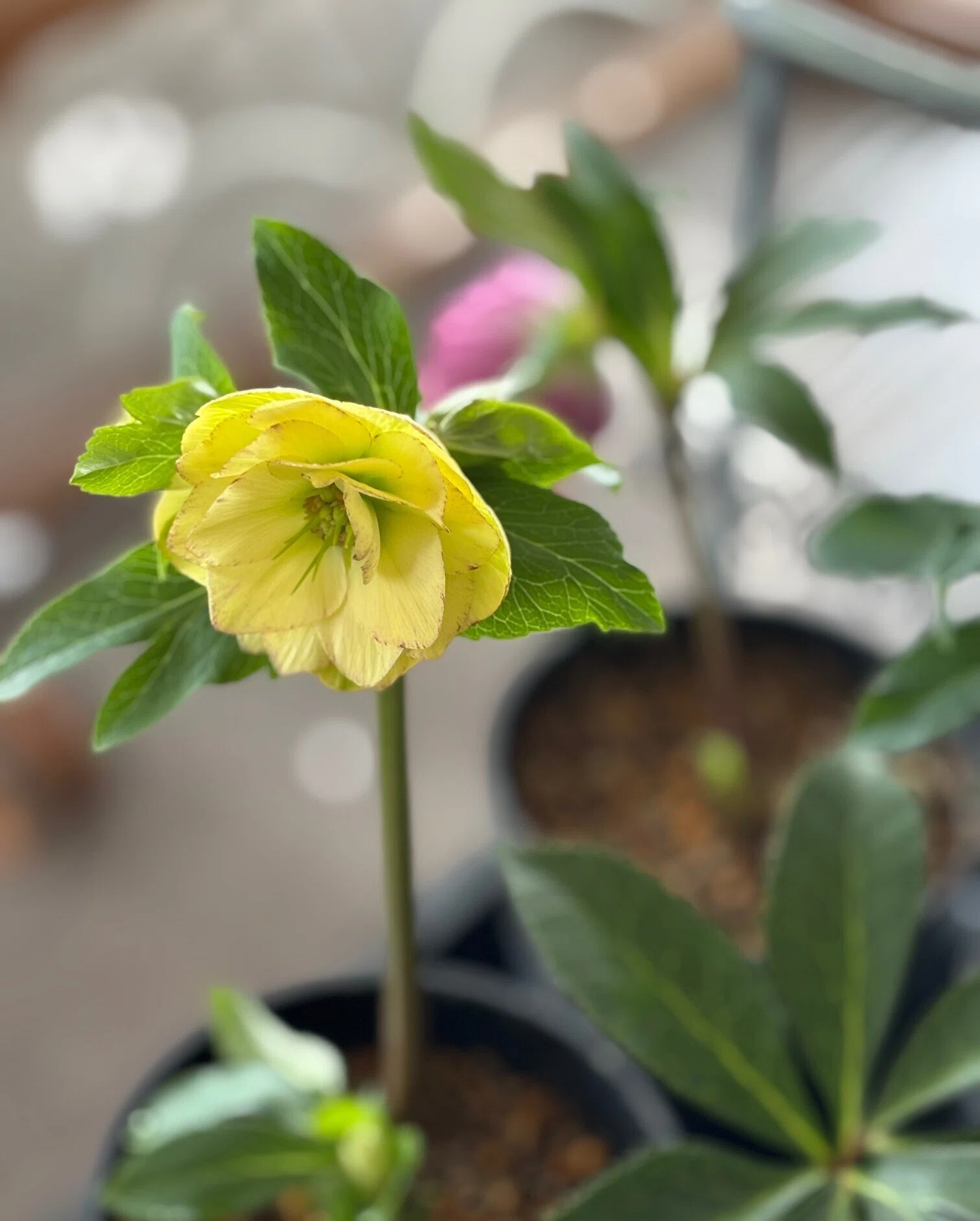 クリスマスローズ（鉢植え）が入荷｜sola og planta 作業日誌