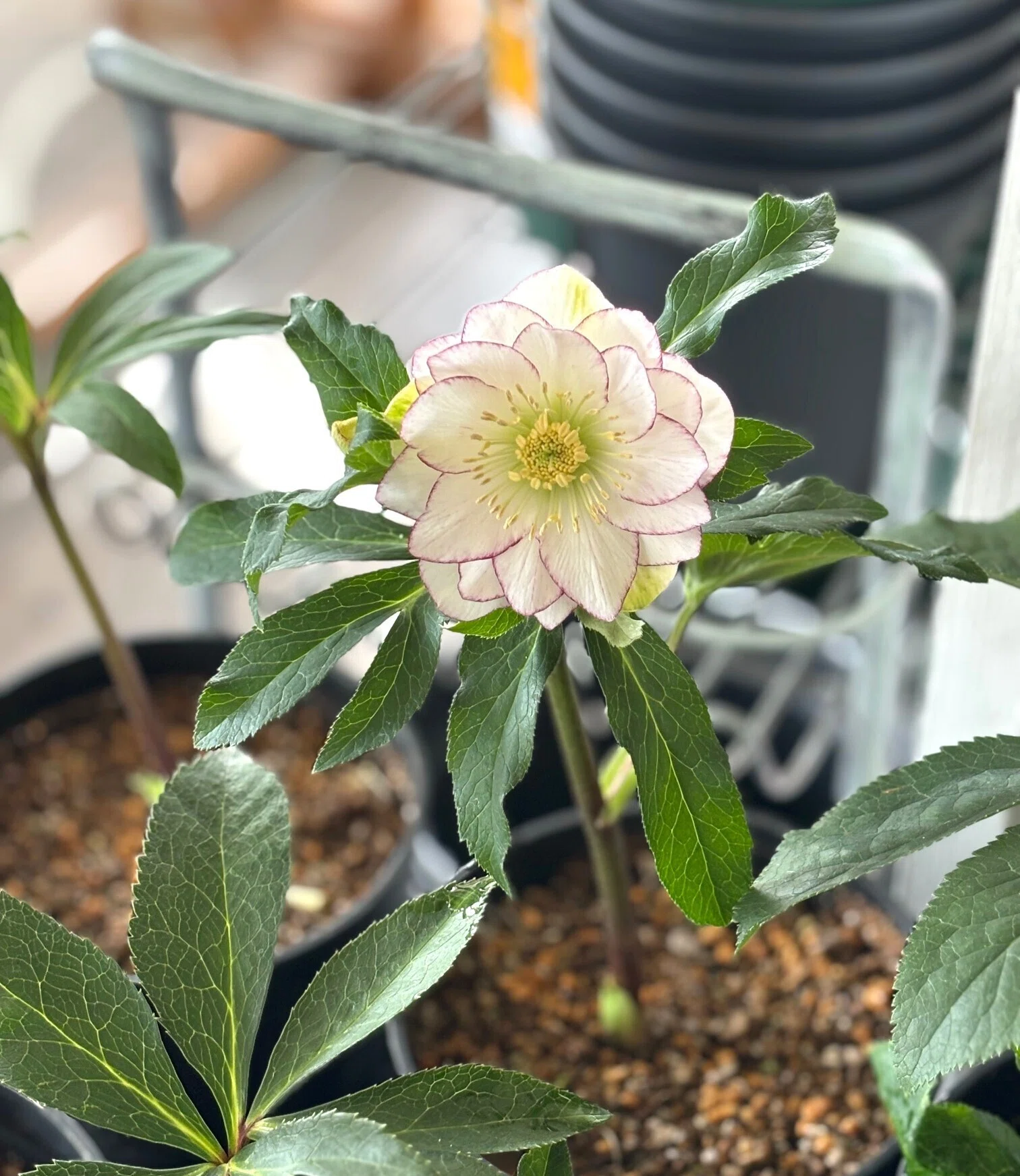クリスマスローズ（鉢植え）が入荷｜sola og planta 作業日誌