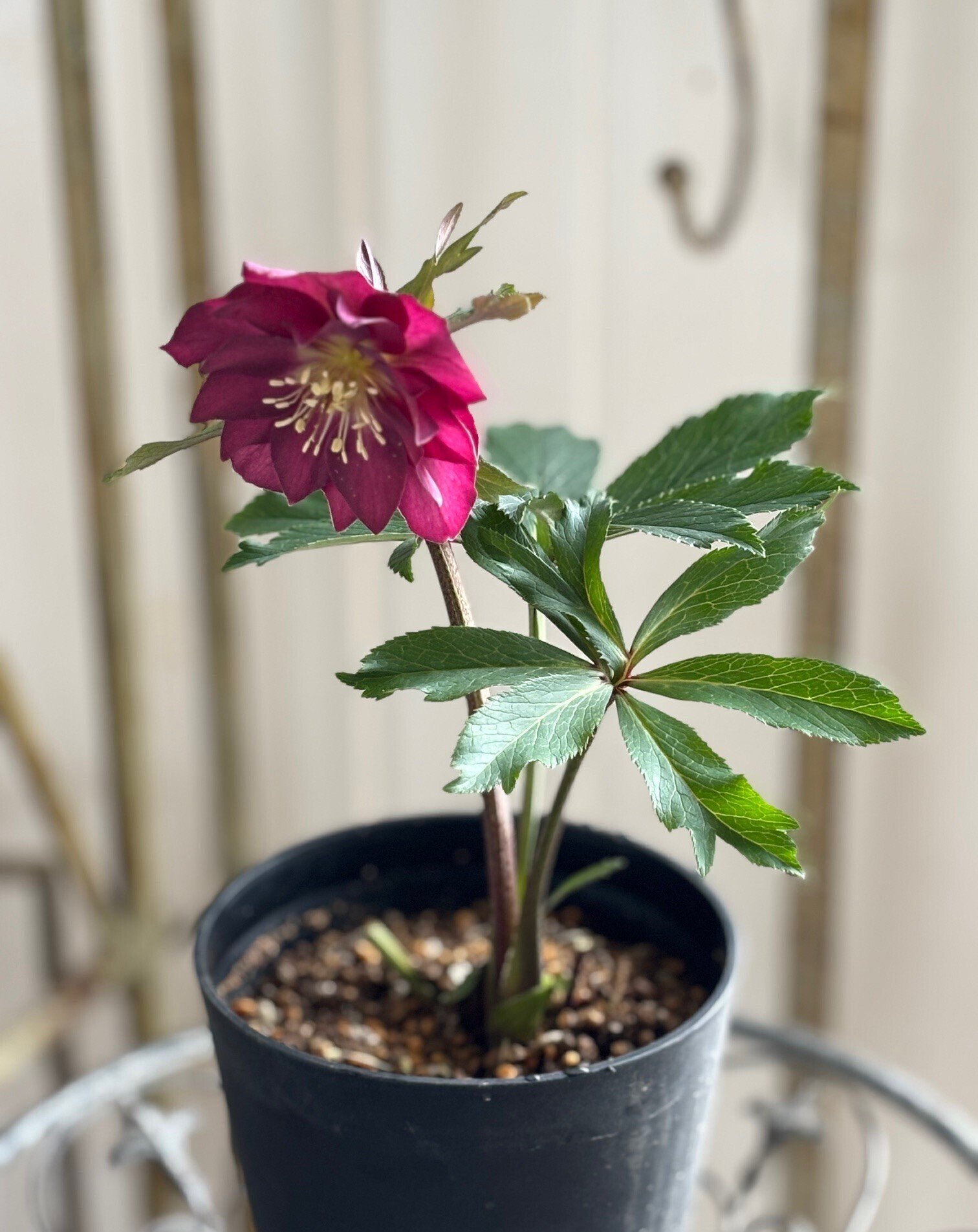 クリスマスローズ（鉢植え）が入荷｜sola og planta 作業日誌