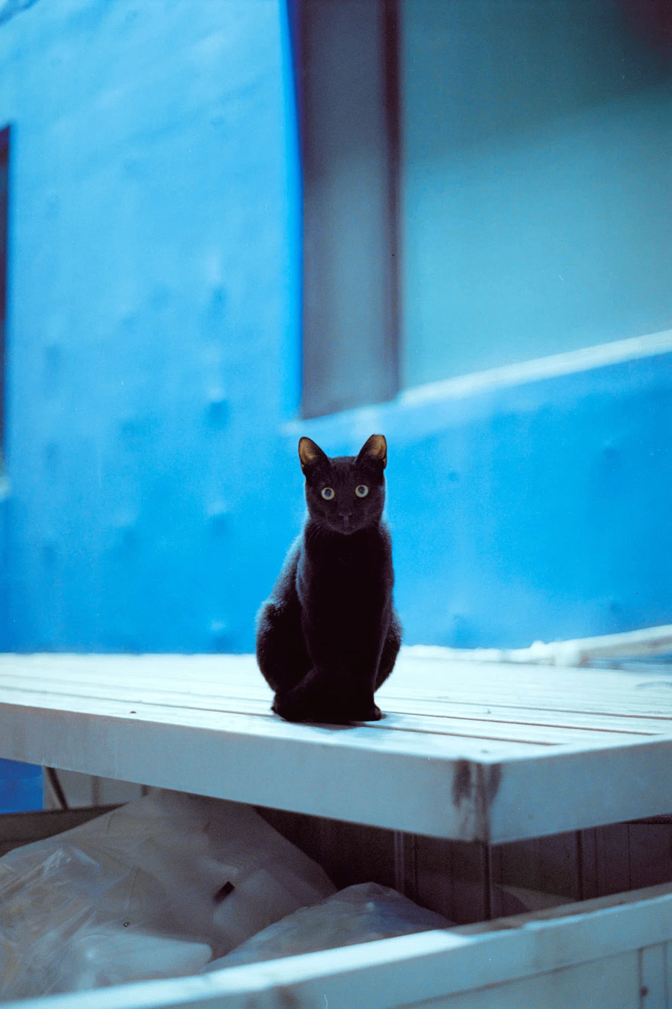 写真で振り返る、僕の前を通り過ぎていった猫たち｜Kenta Mizune