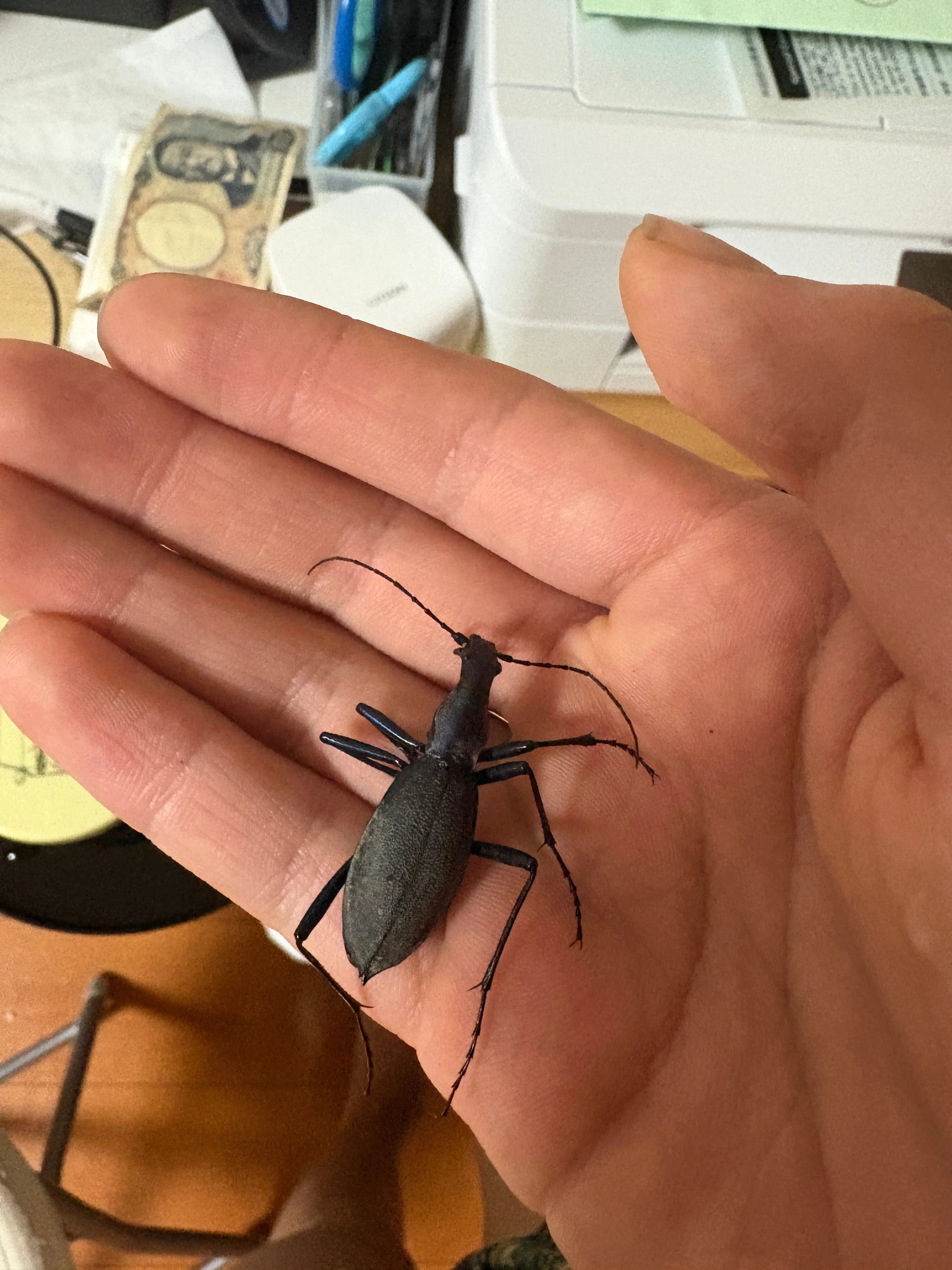㉙人生初のマイマイカブリボンドパック｜ガク虫(学生の虫屋)