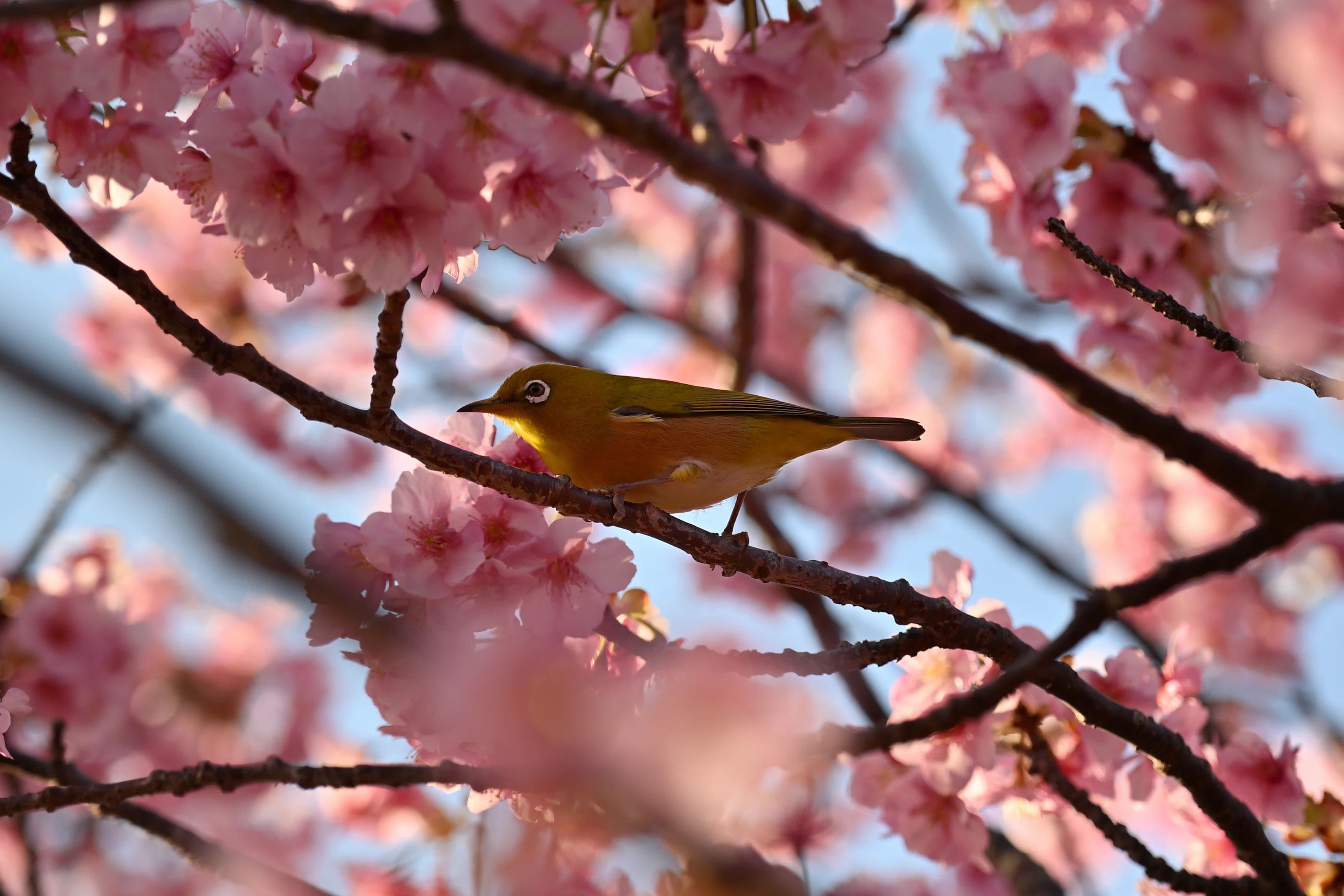 ぬい旅～伊豆の河津桜と下田でカメラ活～｜ぼっくすまん