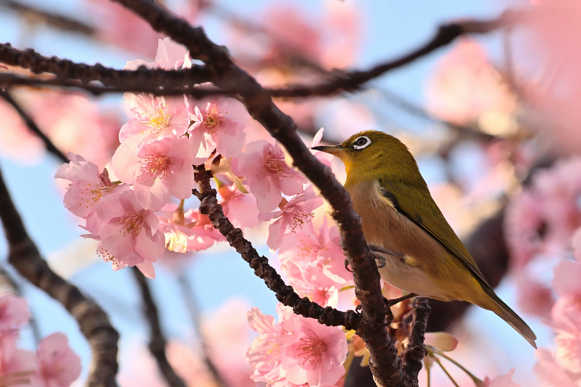 ぬい旅～伊豆の河津桜と下田でカメラ活～｜ぼっくすまん