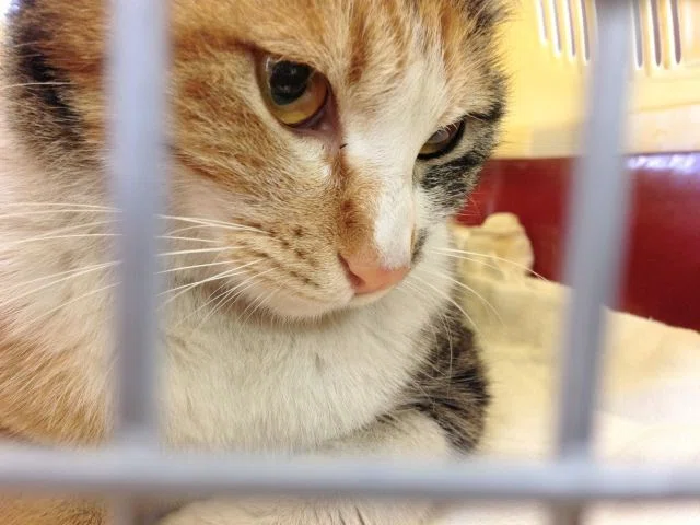 ケージの中の猫