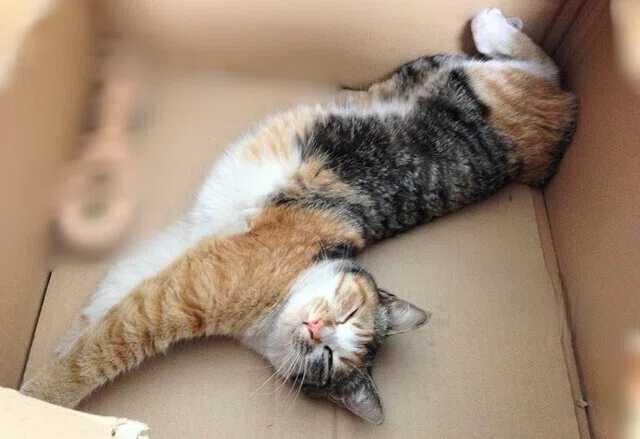 箱の中で伸びをする猫