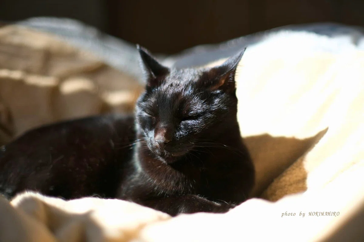 日向ぼっこをする黒猫
