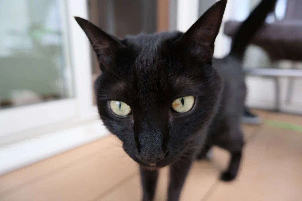 コミカルな黒猫