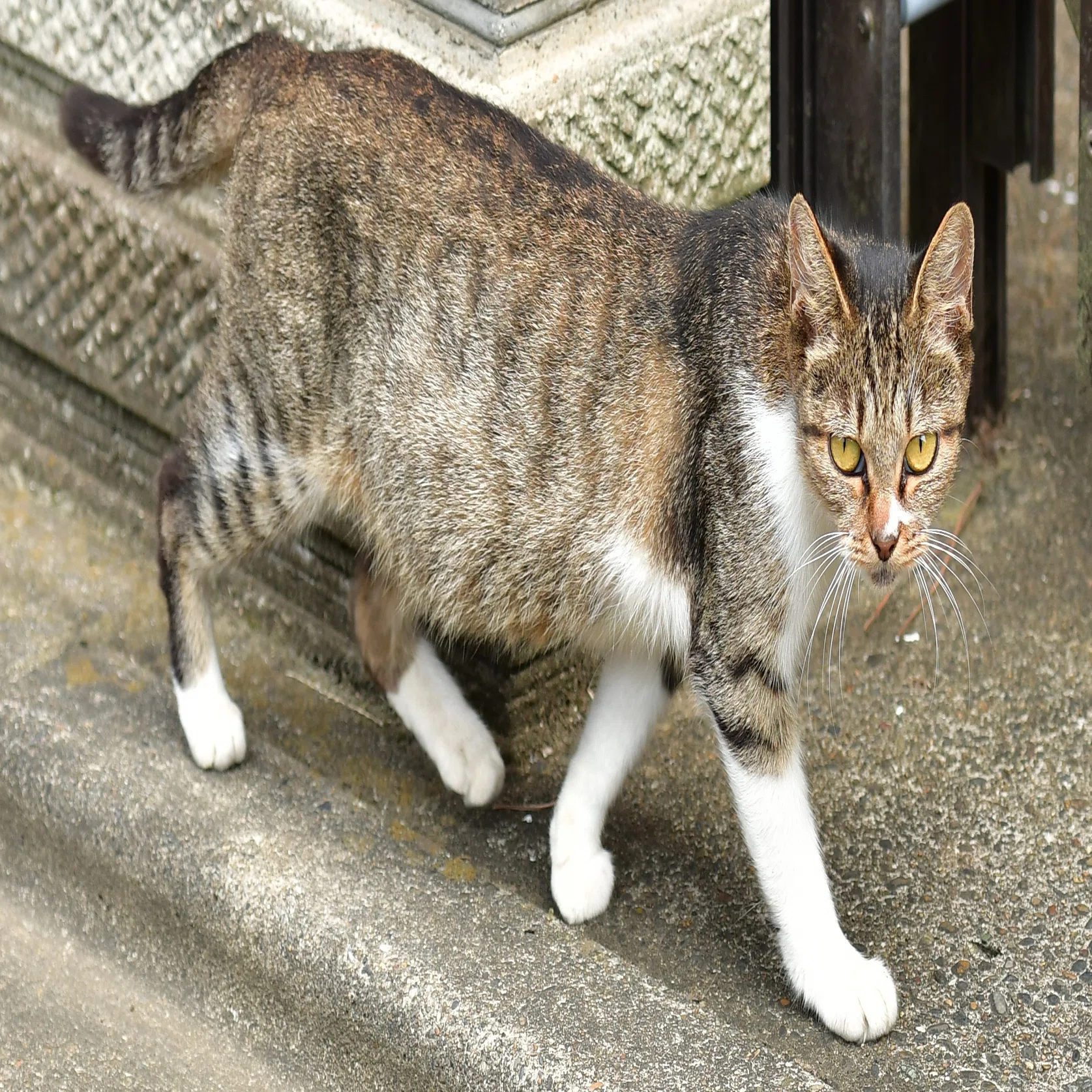 なくなってしまった真上の花｜猫じい