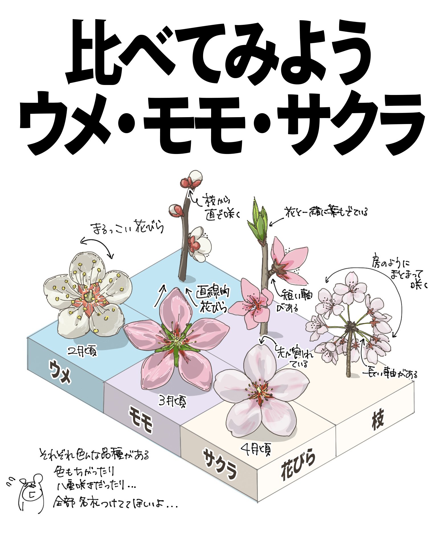比べてみよう。ウメモモサクラ。｜くますけ｜自然ガイド・クリエイター