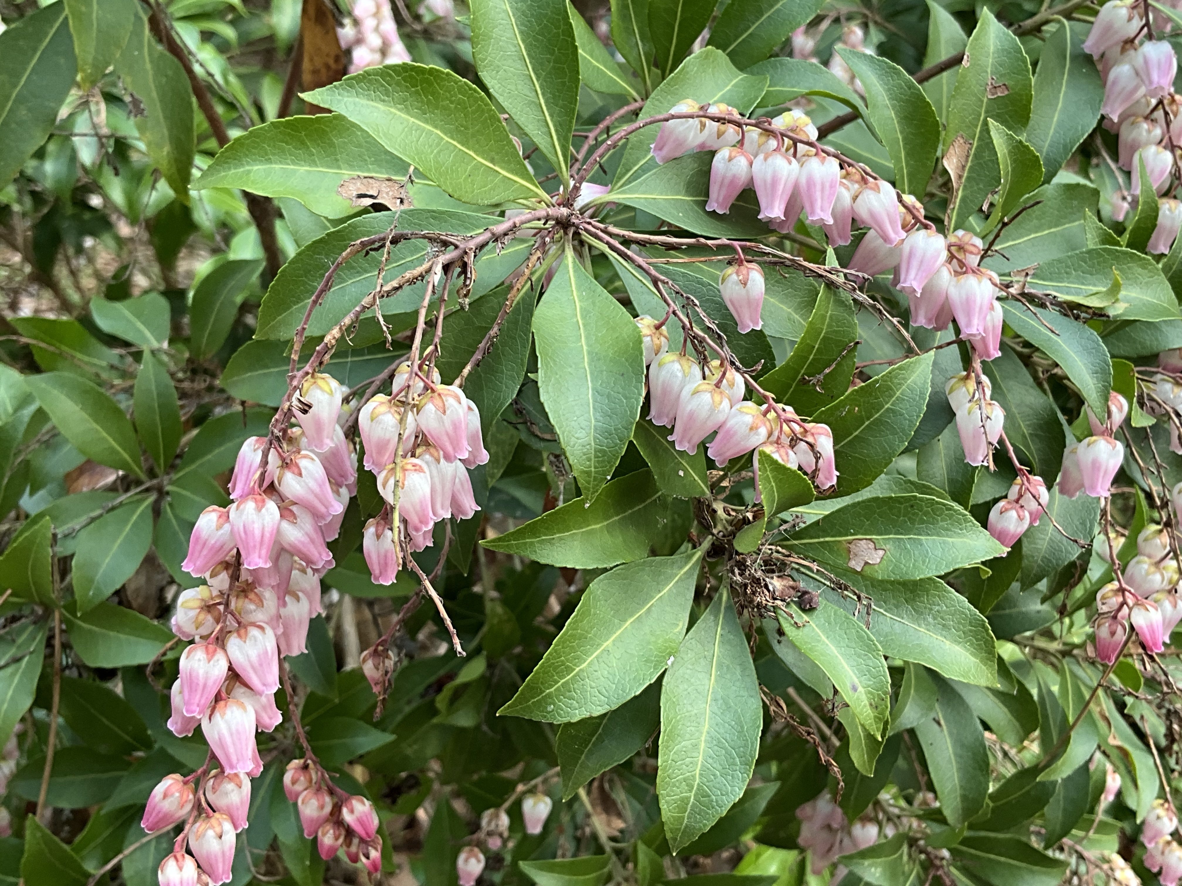 アセビ（京都府立植物園）：2026年2月25日（水）｜藤井秀昭（『京都