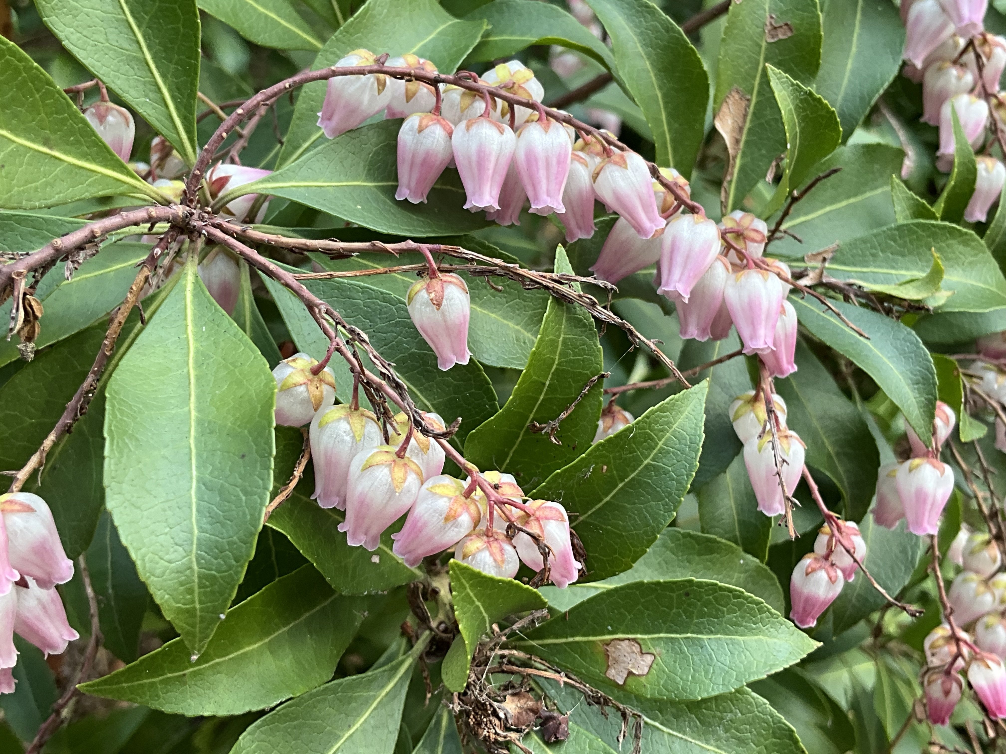 アセビ（京都府立植物園）：2026年2月25日（水）｜藤井秀昭（『京都