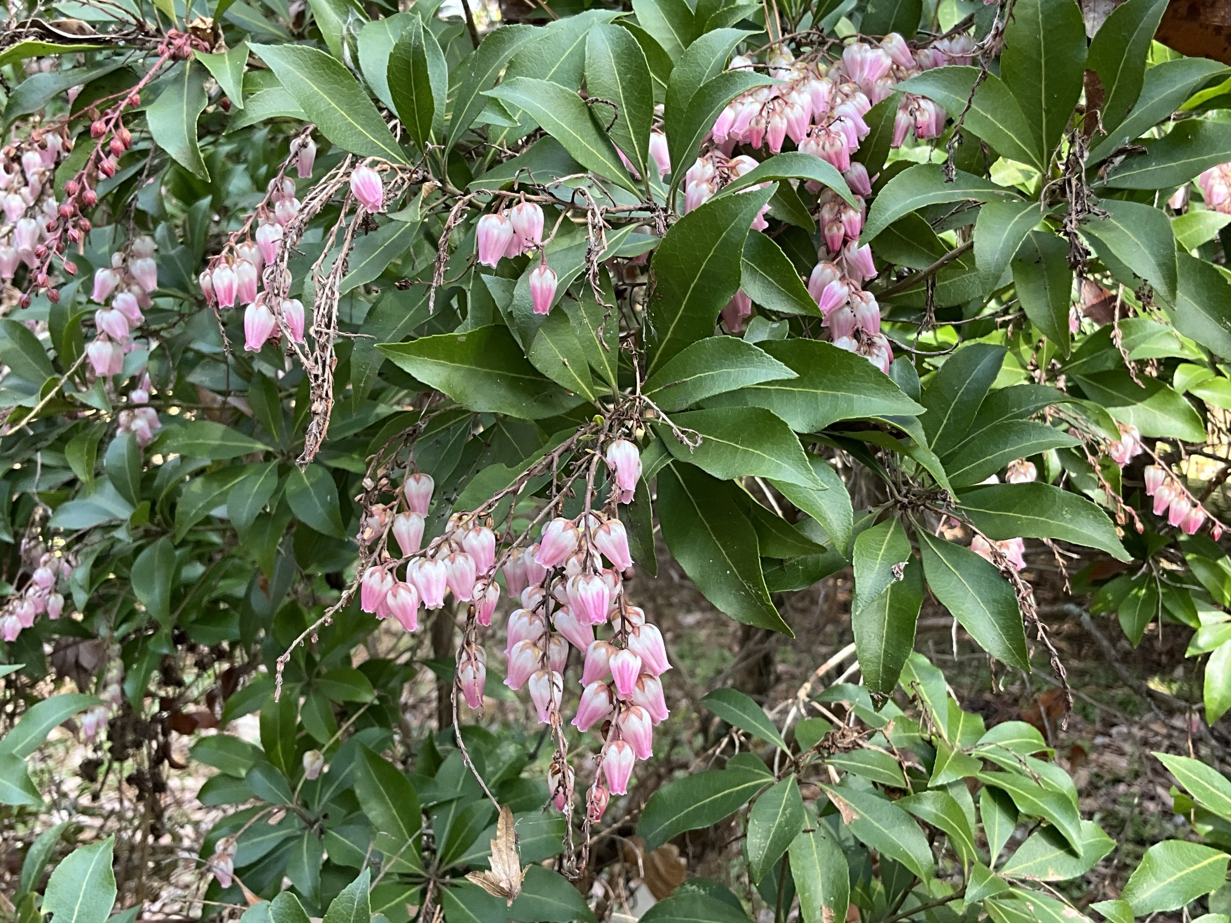 アセビ（京都府立植物園）：2026年2月25日（水）｜藤井秀昭（『京都