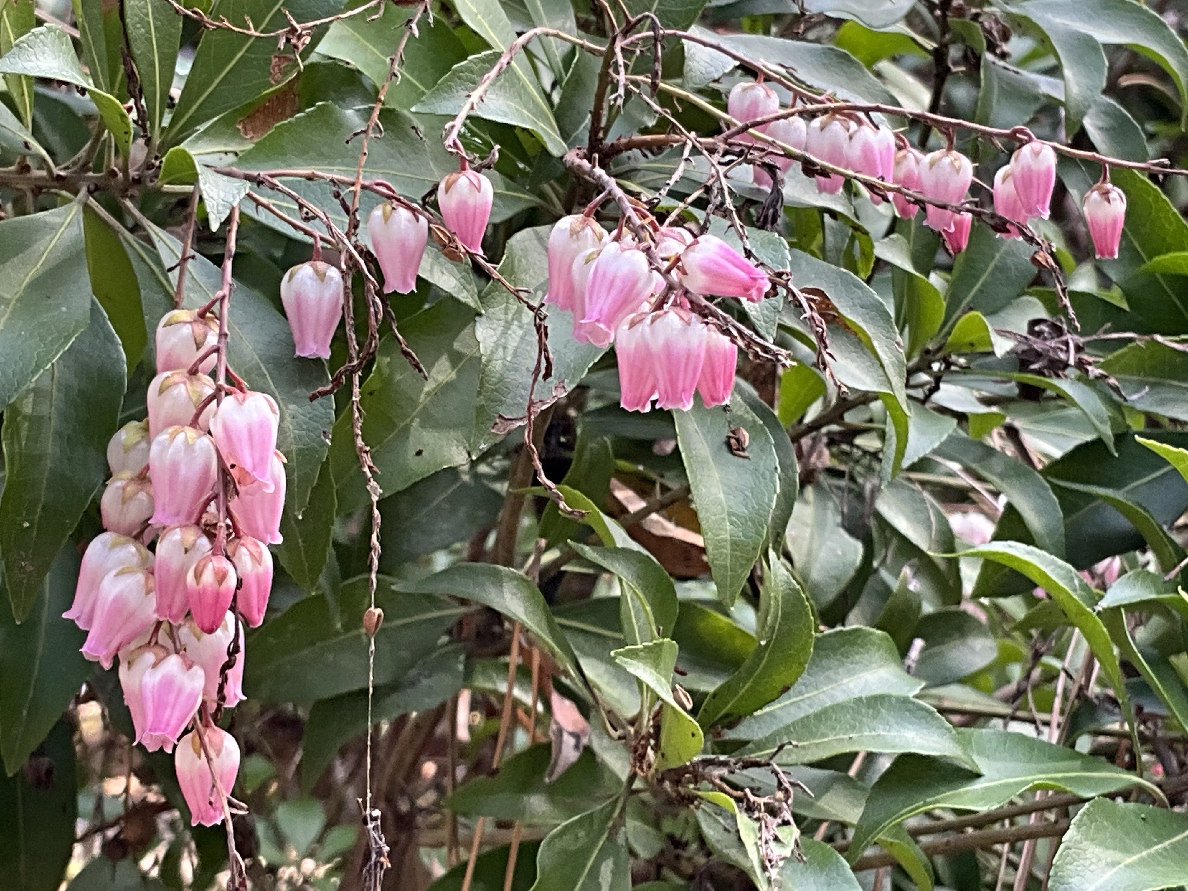 アセビ（京都府立植物園）：2026年2月25日（水）｜藤井秀昭（『京都