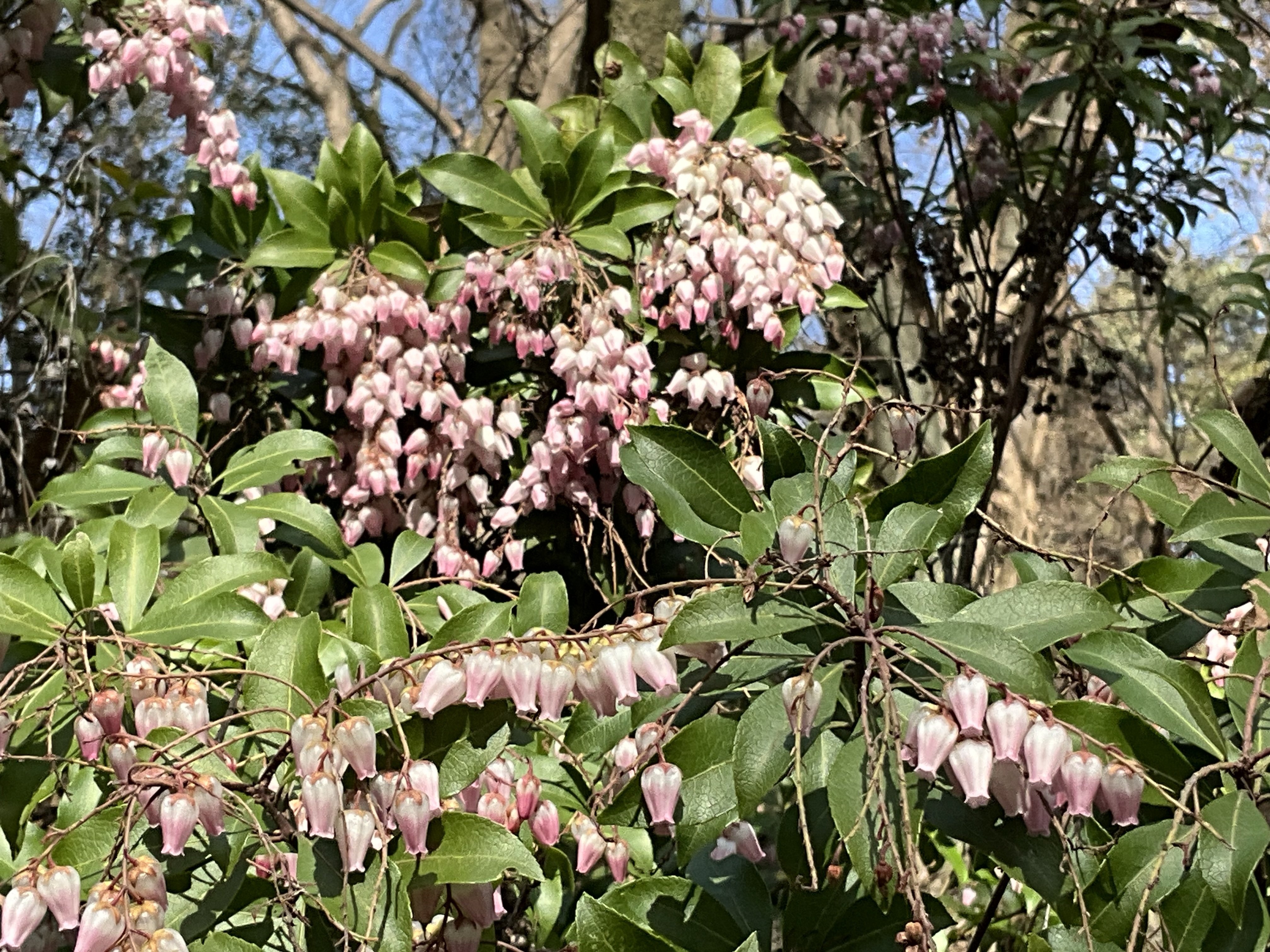 アセビ（京都府立植物園）：2026年2月25日（水）｜藤井秀昭（『京都