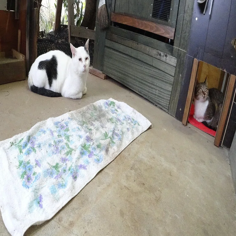 なくなってしまった真上の花｜猫じい