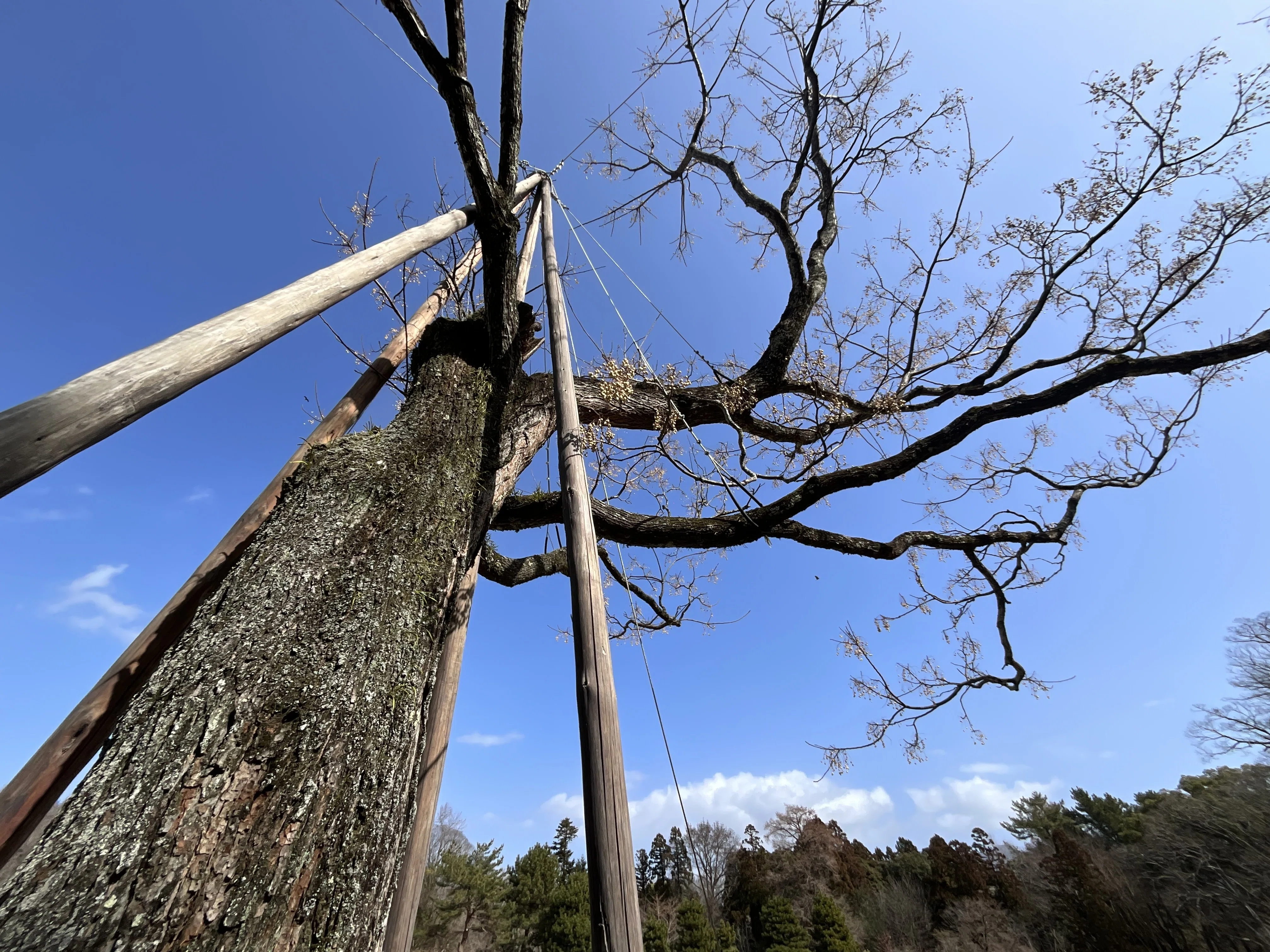 センダン（京都府立植物園）No.70：2026年3月14日（土）｜藤井秀昭