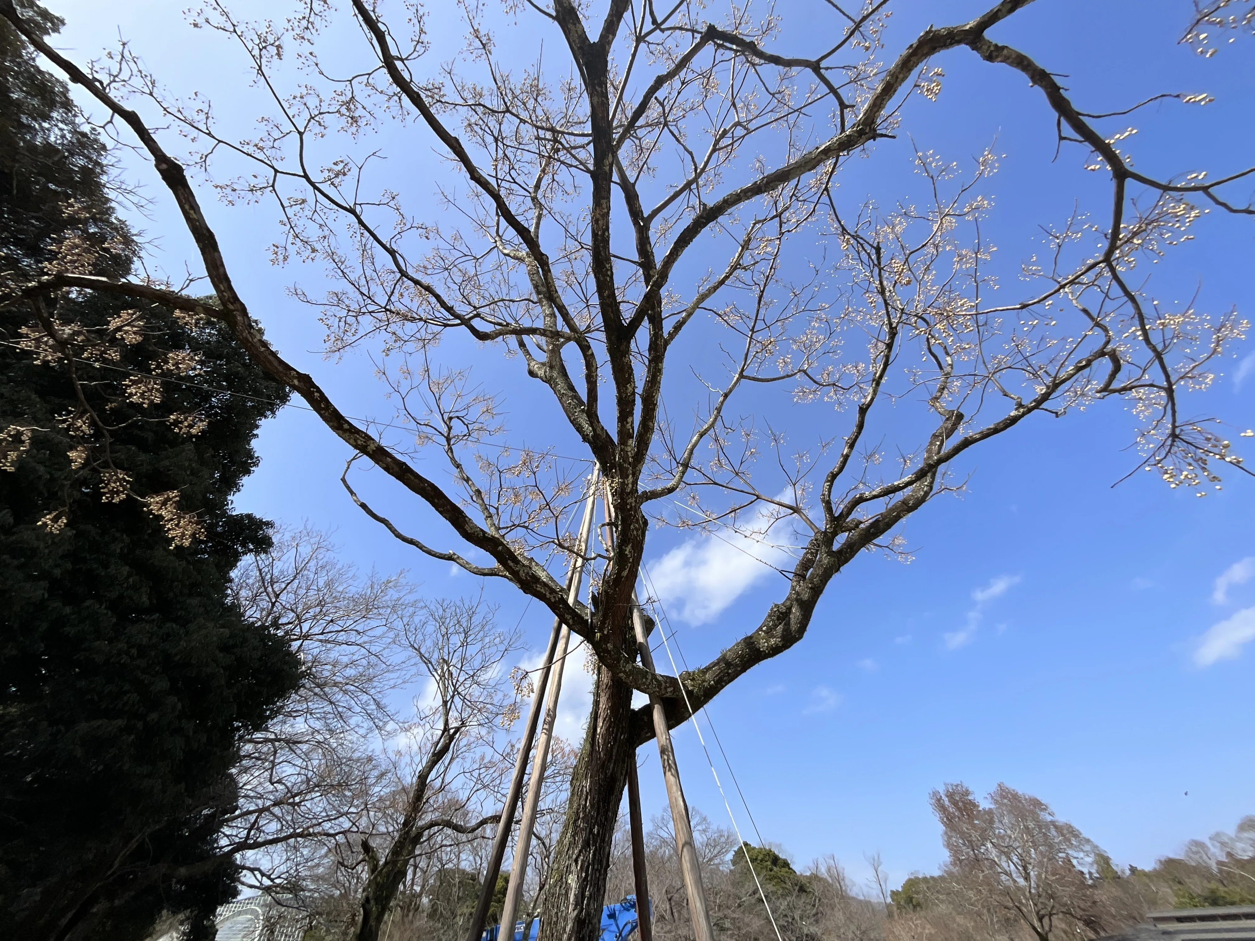 センダン（京都府立植物園）No.70：2026年3月14日（土）｜藤井秀昭