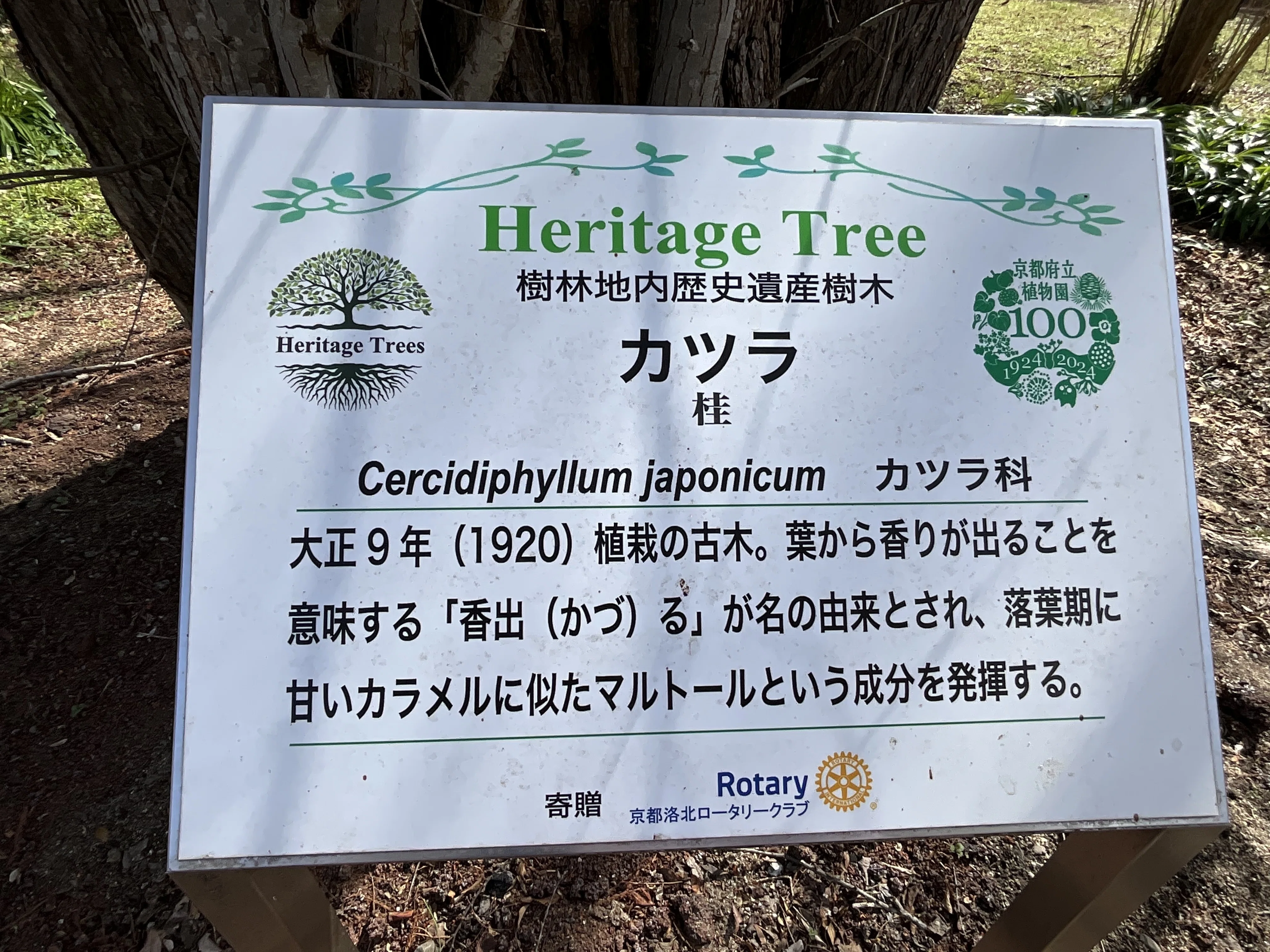 カツラ（京都府立植物園）No.38：2026年5月27日（水）｜藤井秀昭