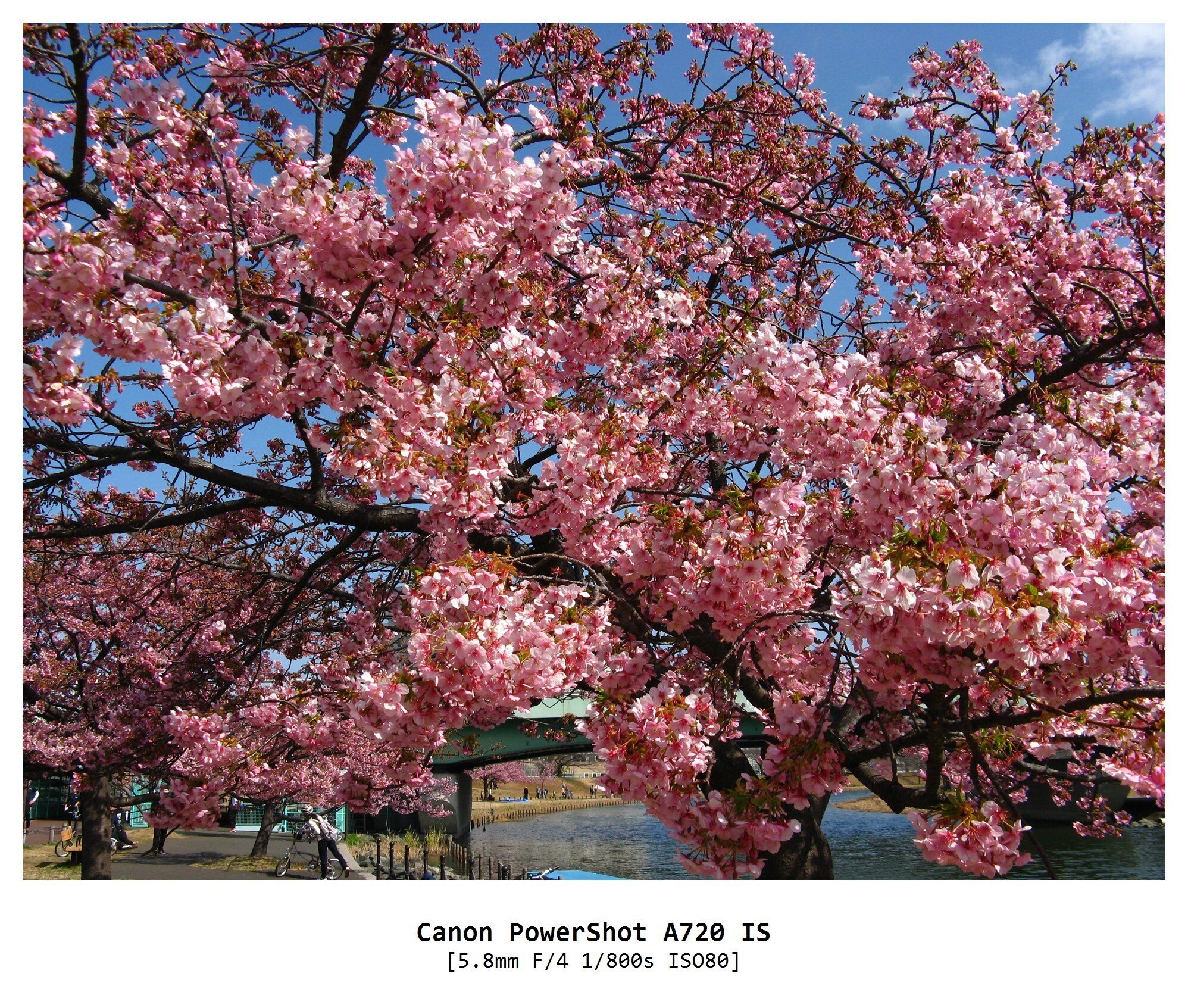 お花見日和｜たかさん