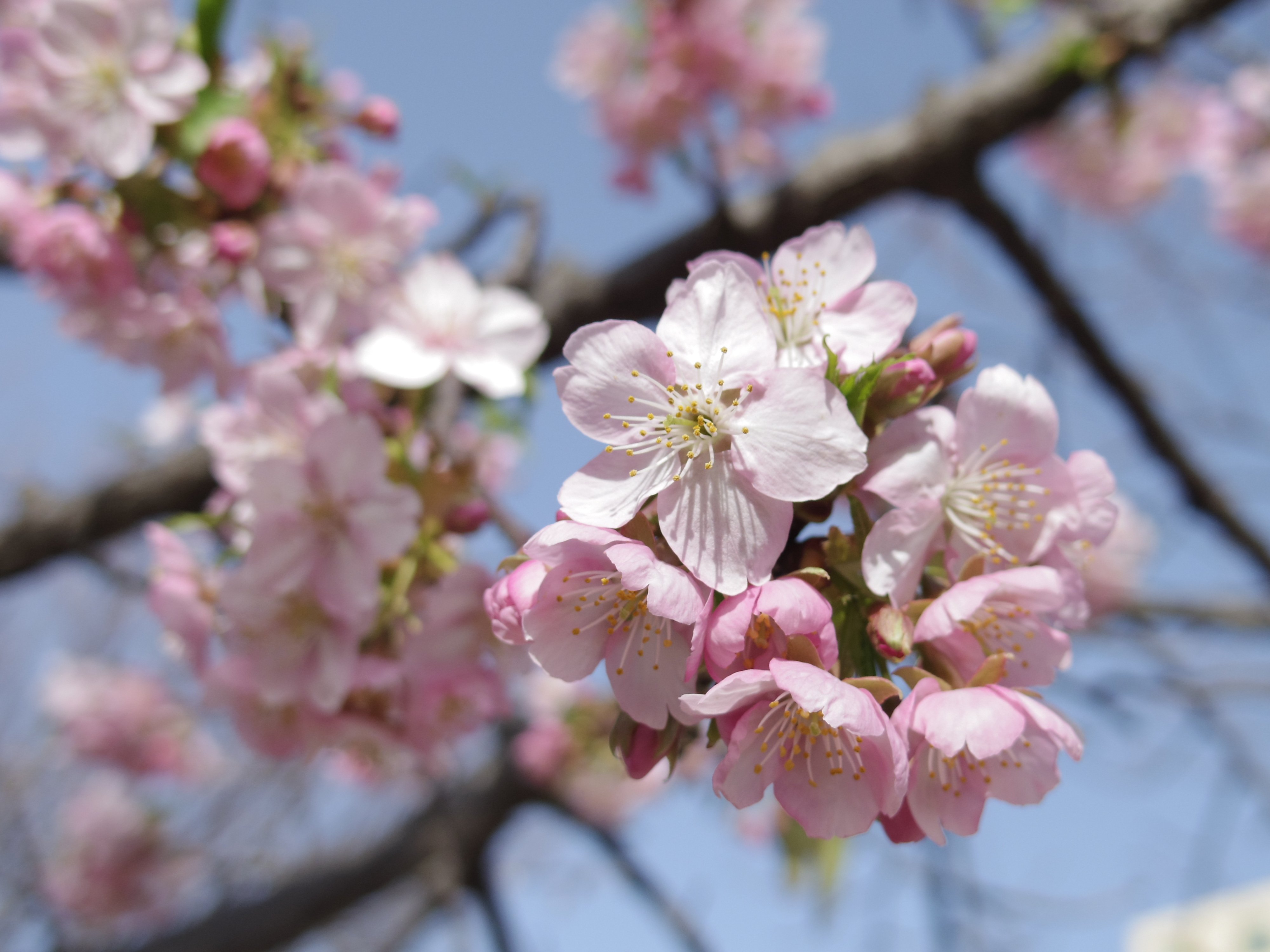 河津桜｜sou07(そう)