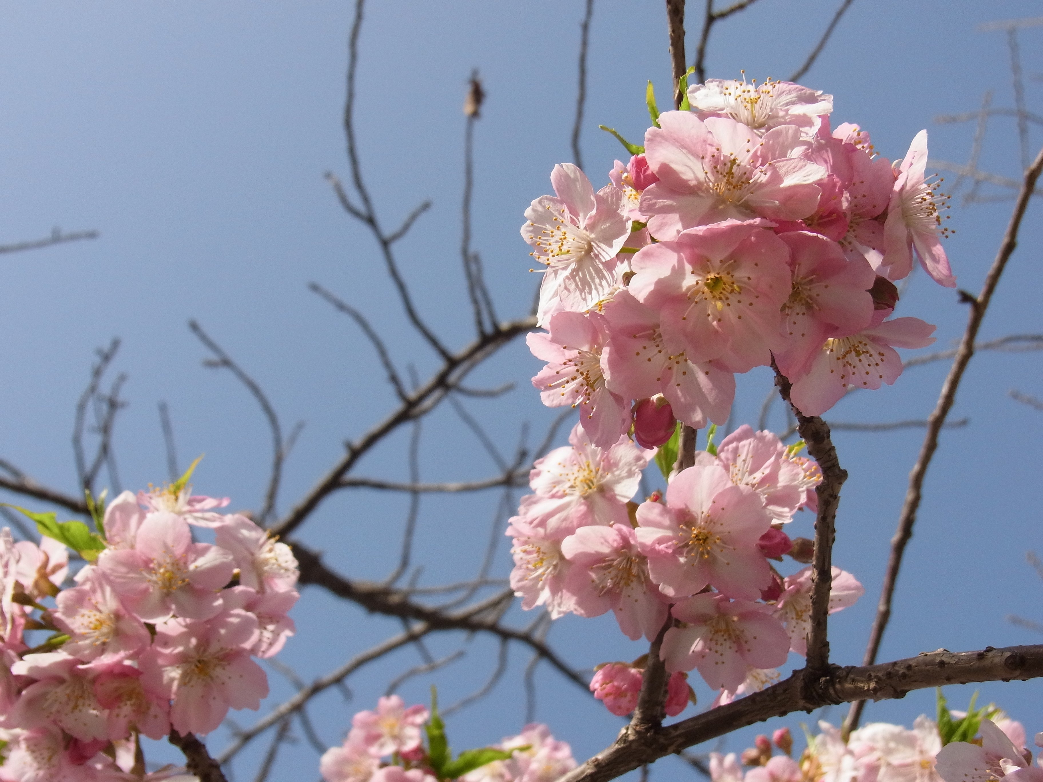 河津桜｜sou07(そう)