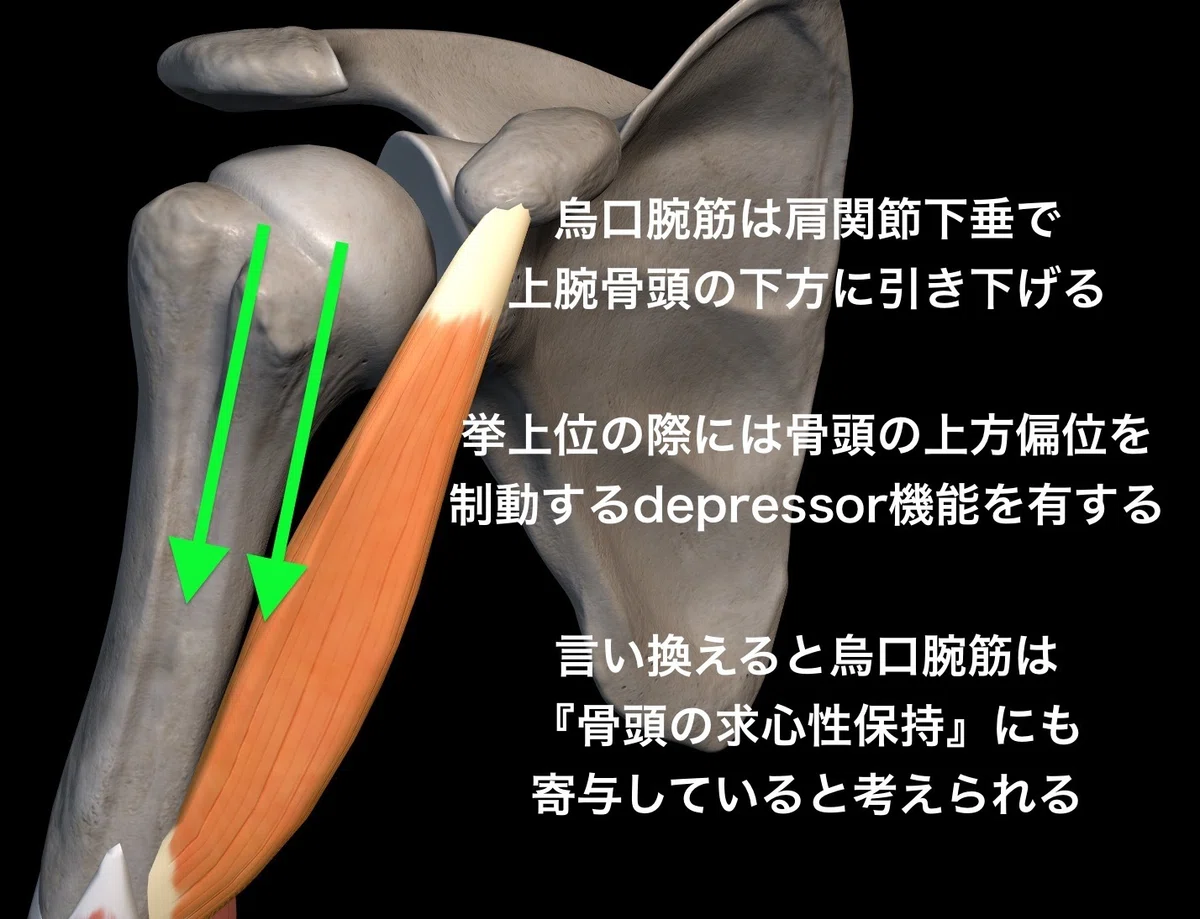結帯動作と烏口腕筋ー見逃されやすい伸展制限の正体とは？｜セラピストのための臨床辞典