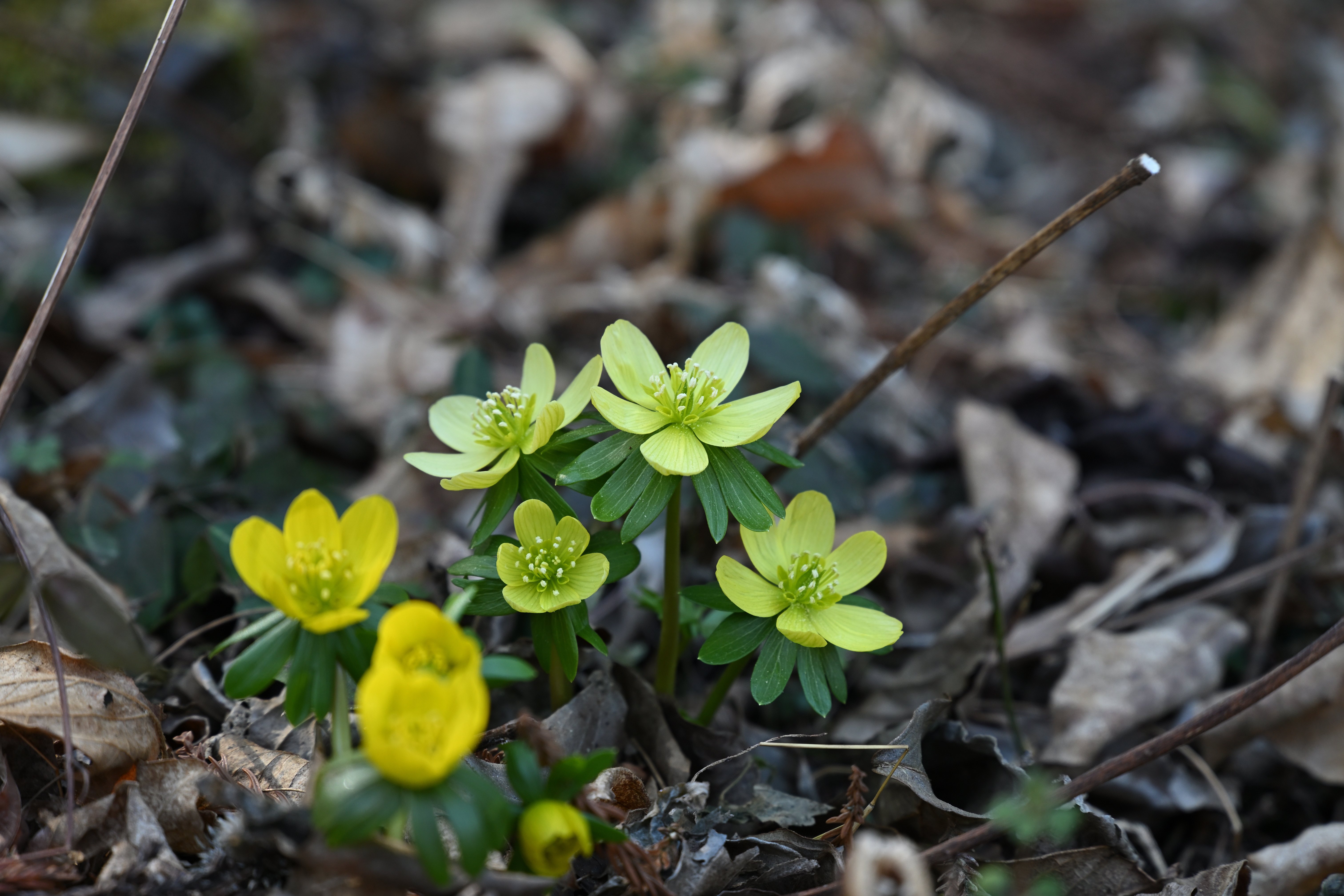 セツブンソウを撮りに北限の自生地・四季の森星野へ今年も行った話