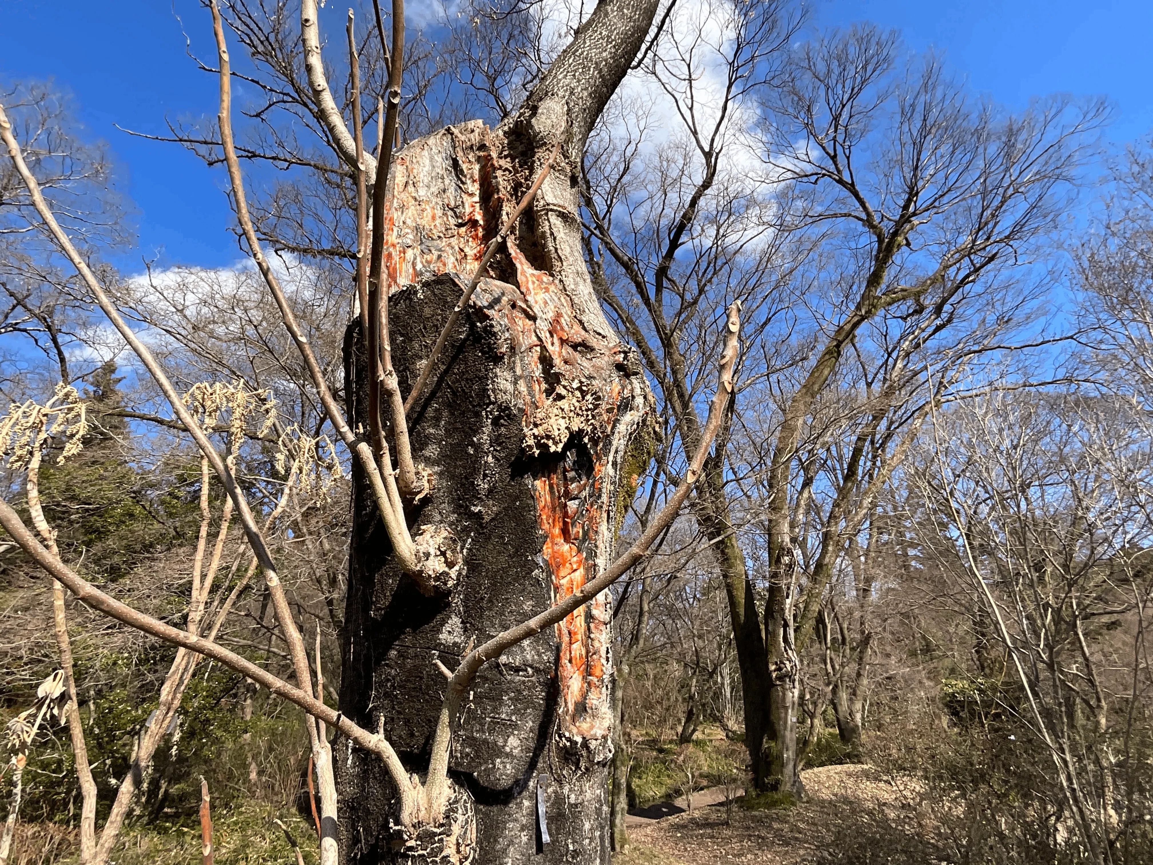 ニワウルシ（京都府立植物園）No.98：2026年3月13日（金）｜藤井秀昭