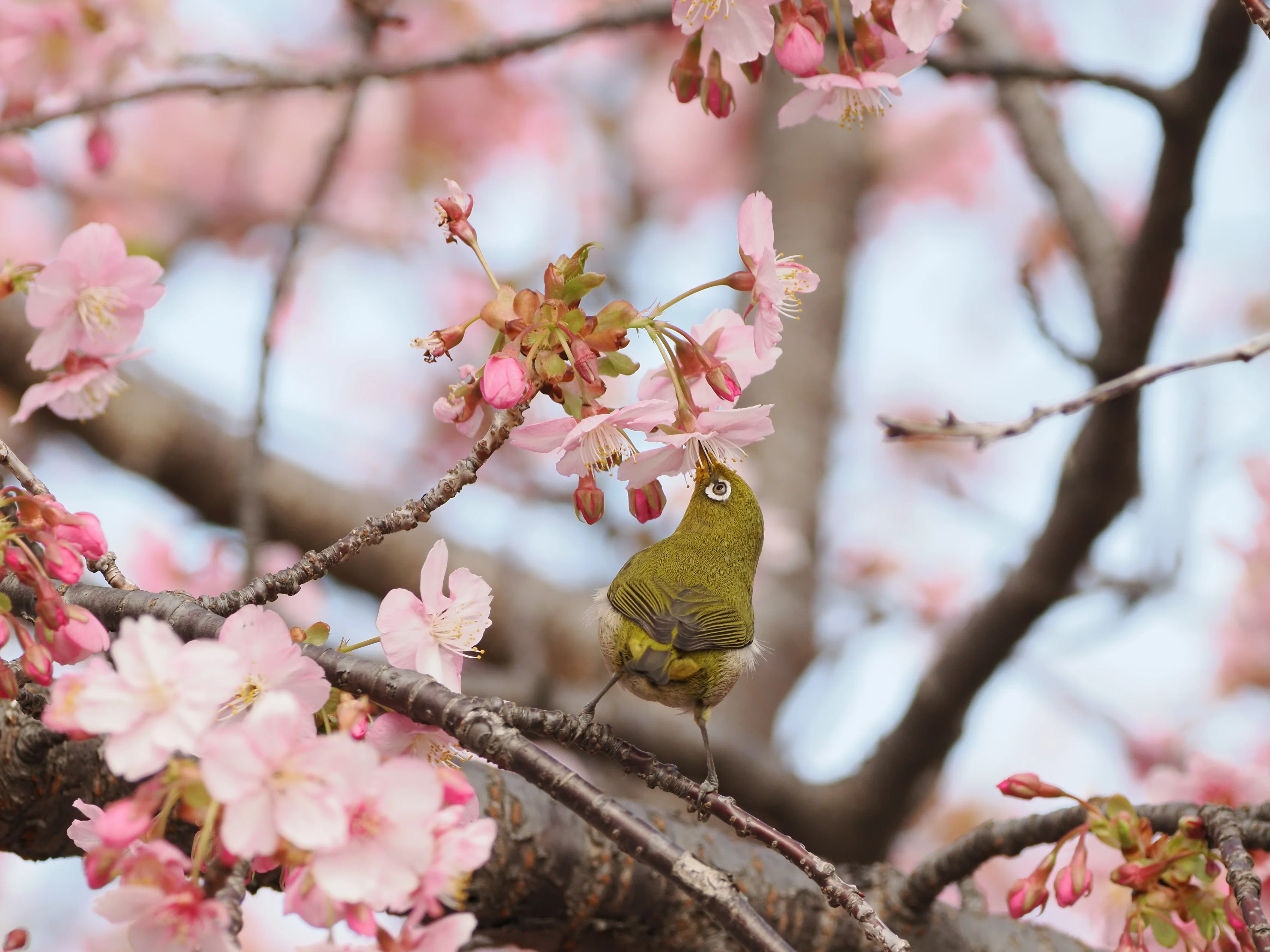 桜×野鳥の写真でごはん3杯はイケる【OM-1 Mark II + 100-400mm II 実写