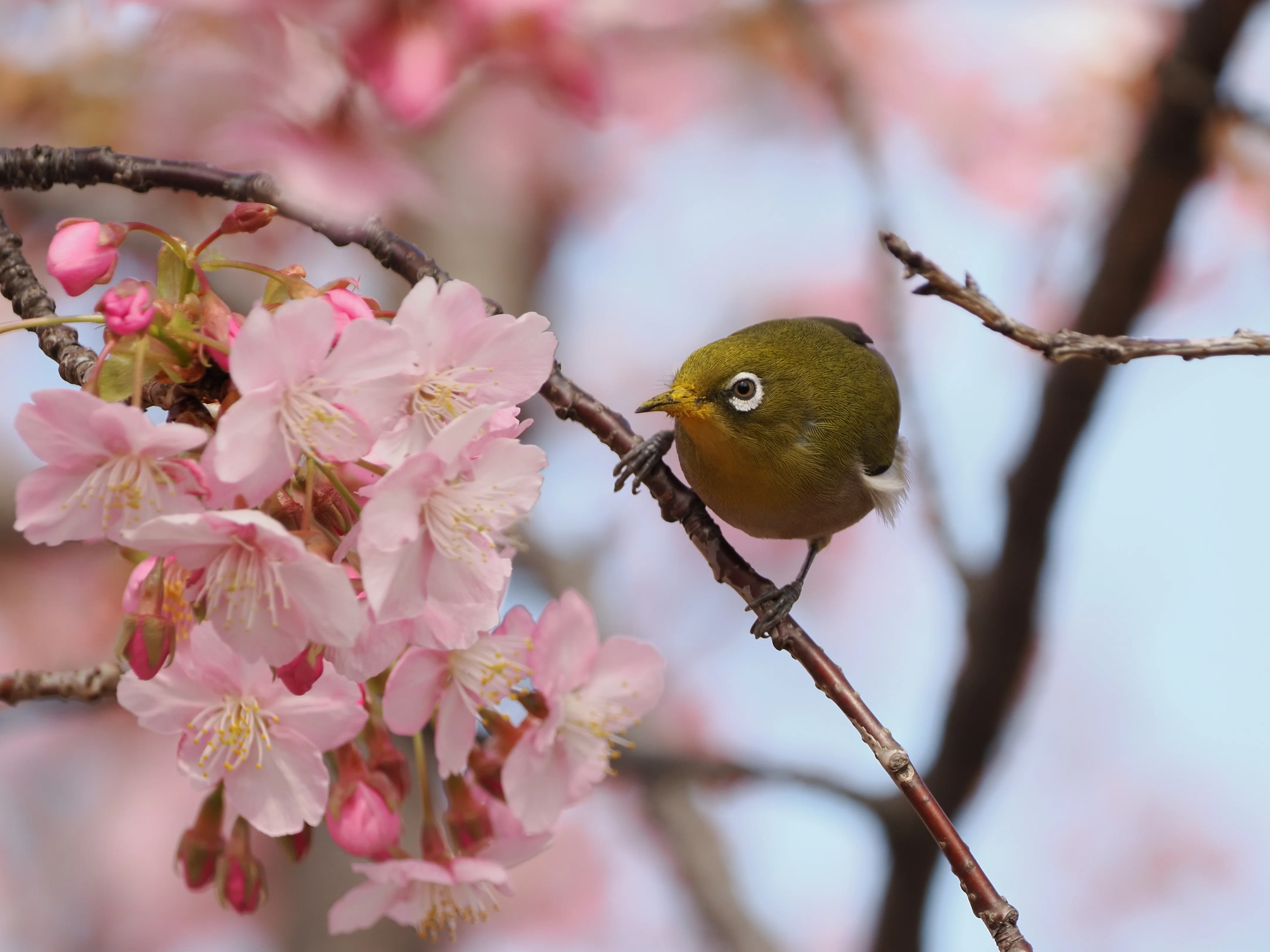 桜×野鳥の写真でごはん3杯はイケる【OM-1 Mark II + 100-400mm II 実写