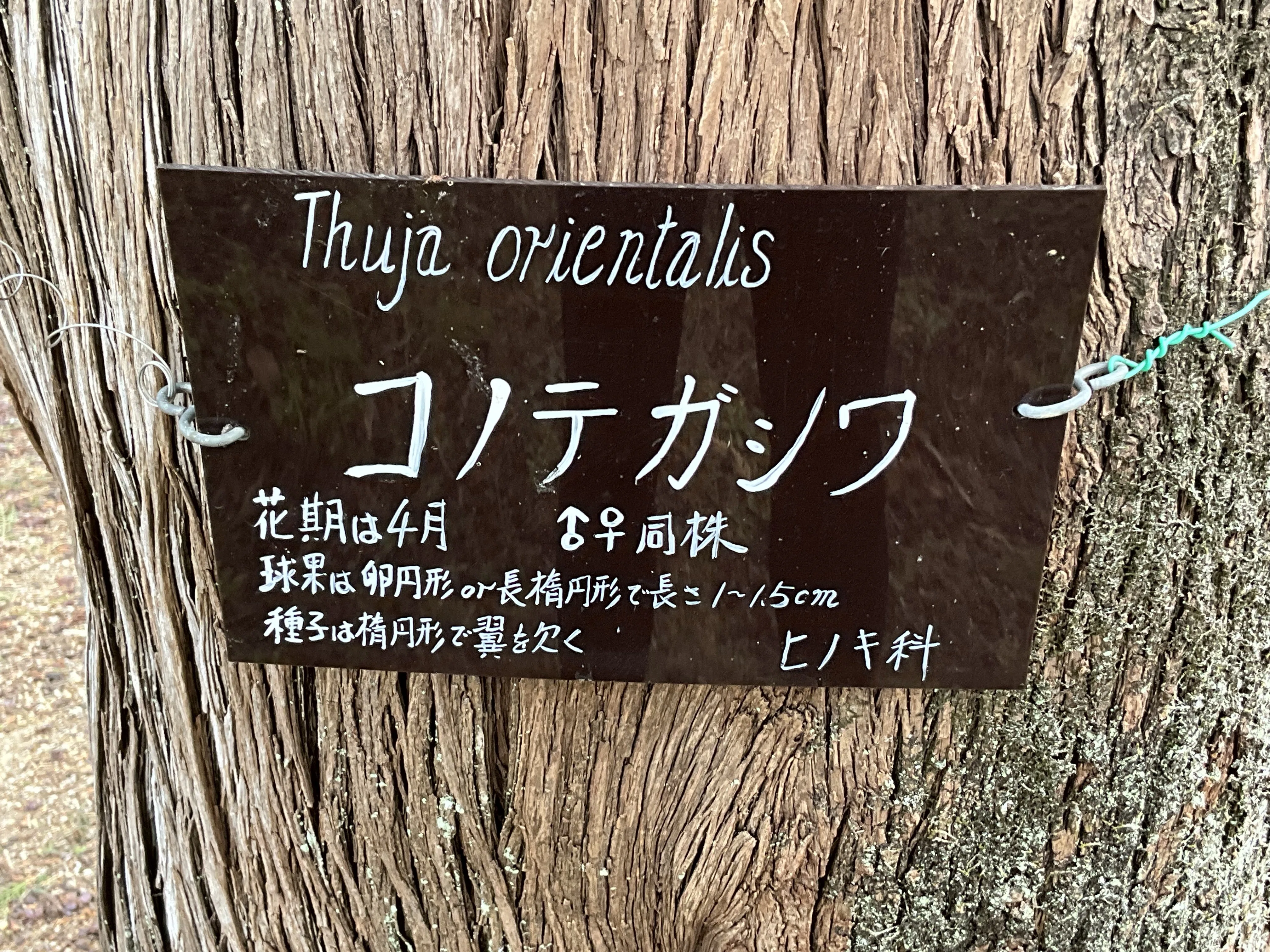 コノテガシワ（京都府立植物園）：2026年2月25日（水）｜藤井秀昭